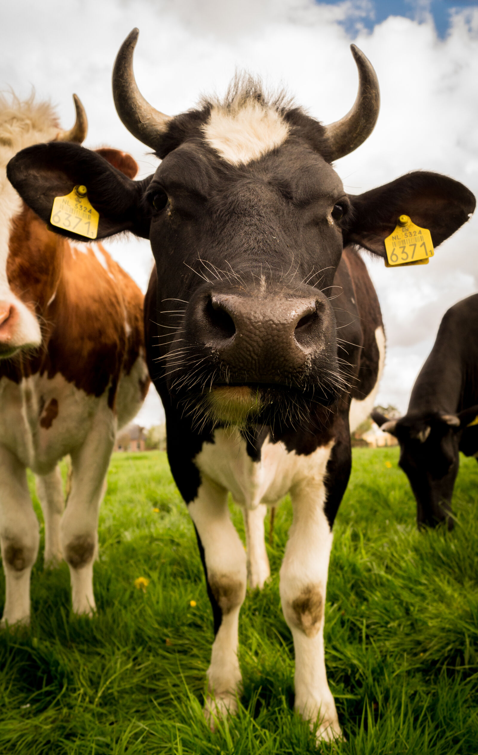 Sony DT 18-55mm F3.5-5.6 SAM II sample photo. Animal, countryside, agriculture, farm photography
