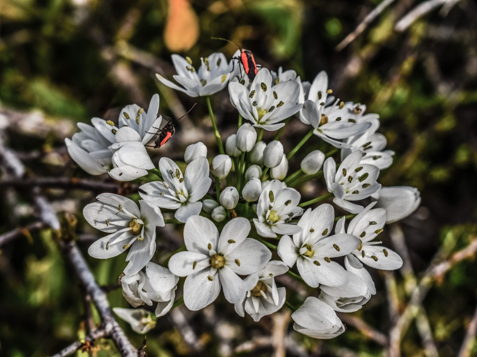 Nikon D3300 sample photo. Flowers, white, inflorescence photography