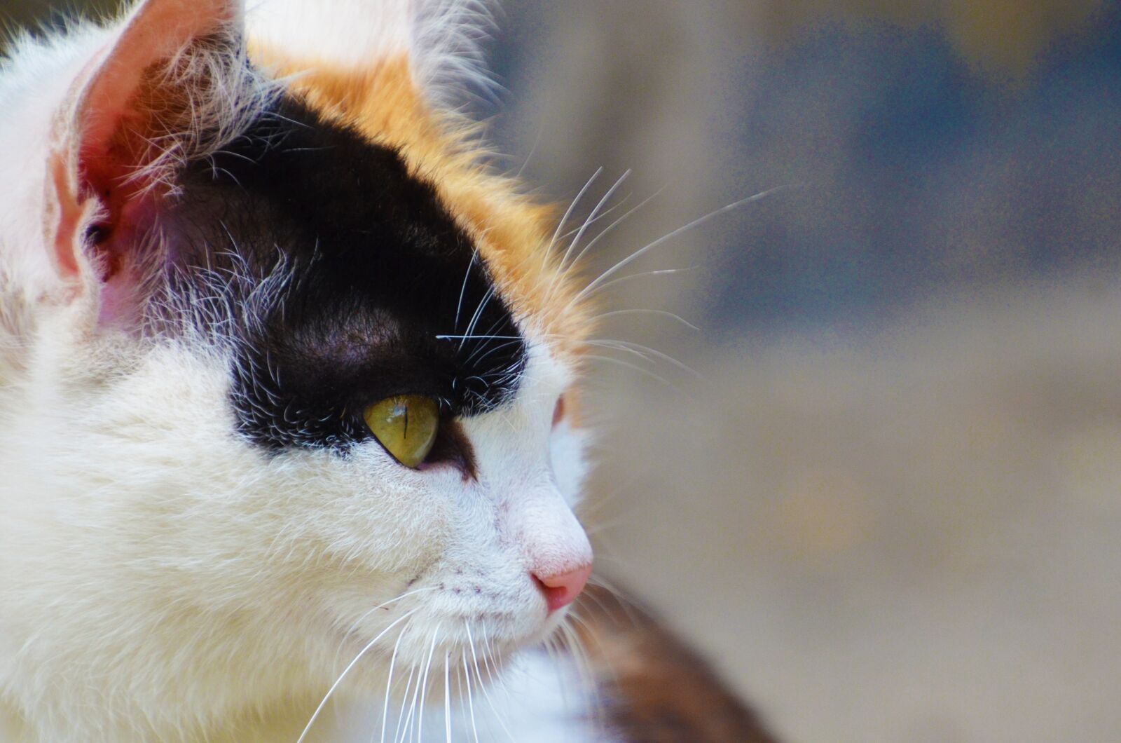 Nikon D7000 sample photo. Cat, portrait, kitten photography