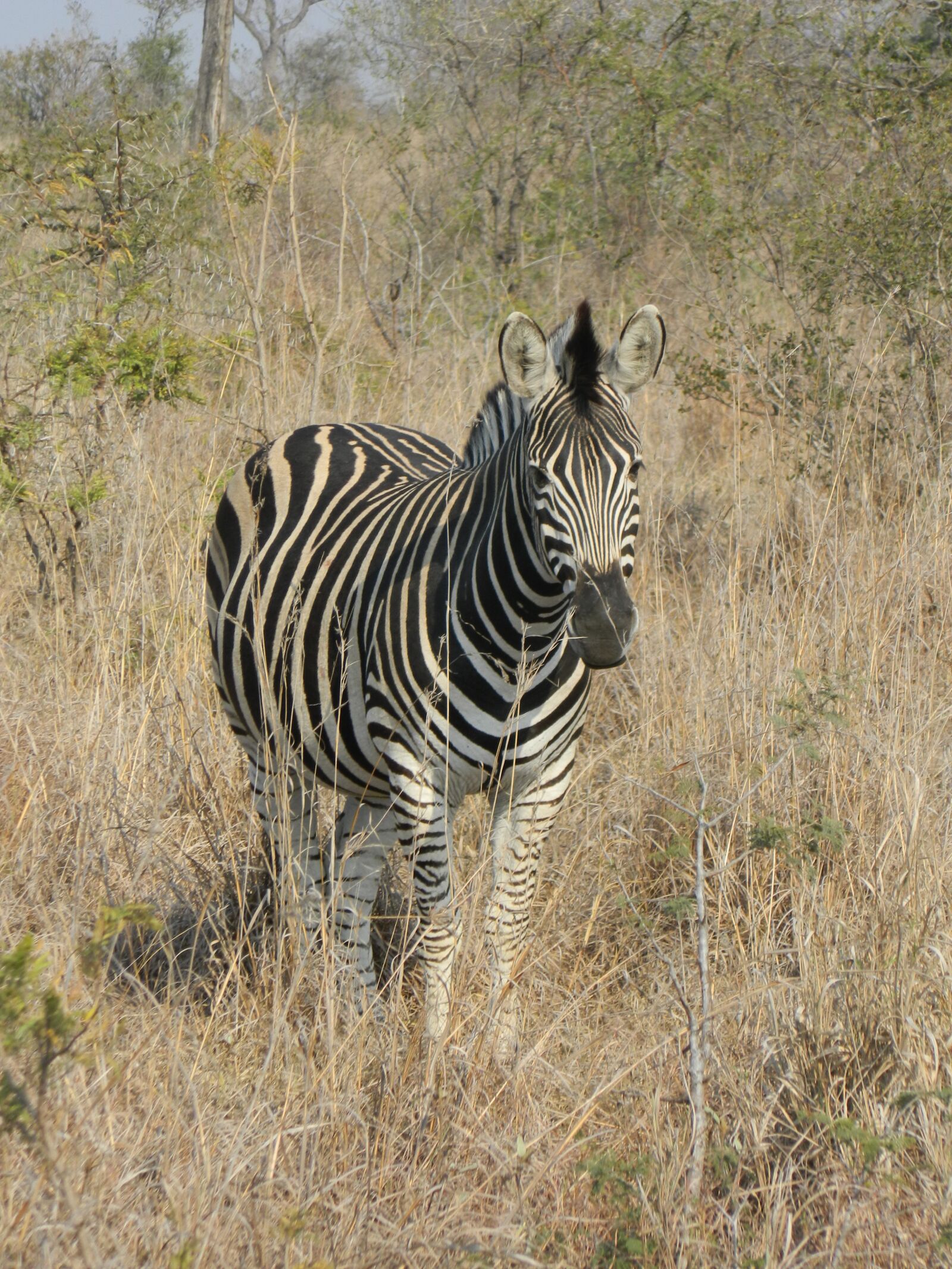Nikon Coolpix L120 sample photo. Zebra, south africa, wild photography