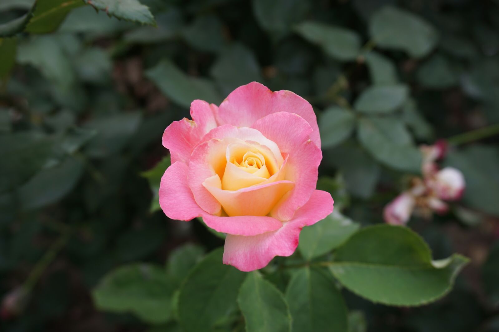 Sony a6000 sample photo. Plant, flower, rose photography