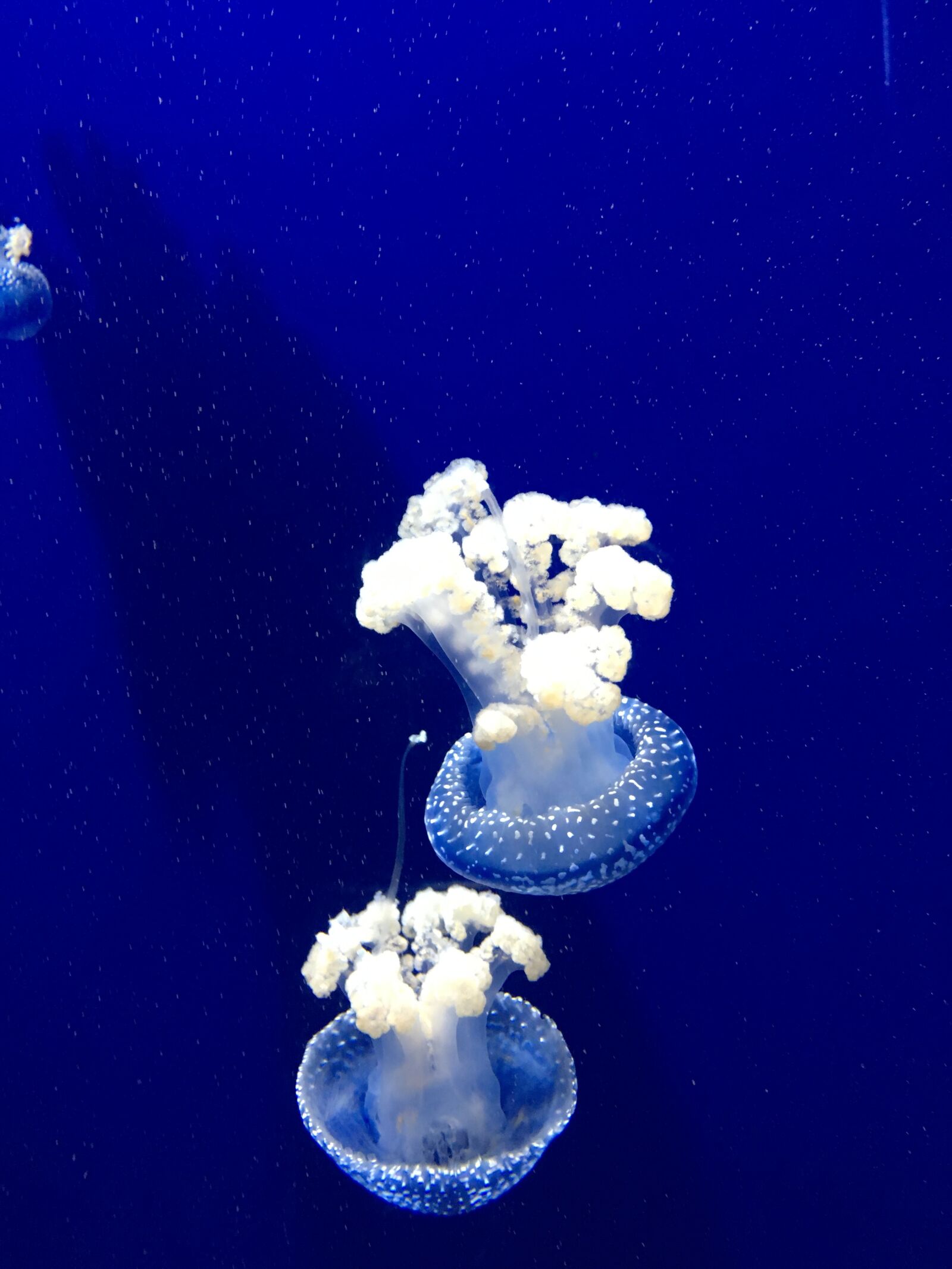 Apple iPhone 6s sample photo. Jellyfish, aquarium, ocean photography
