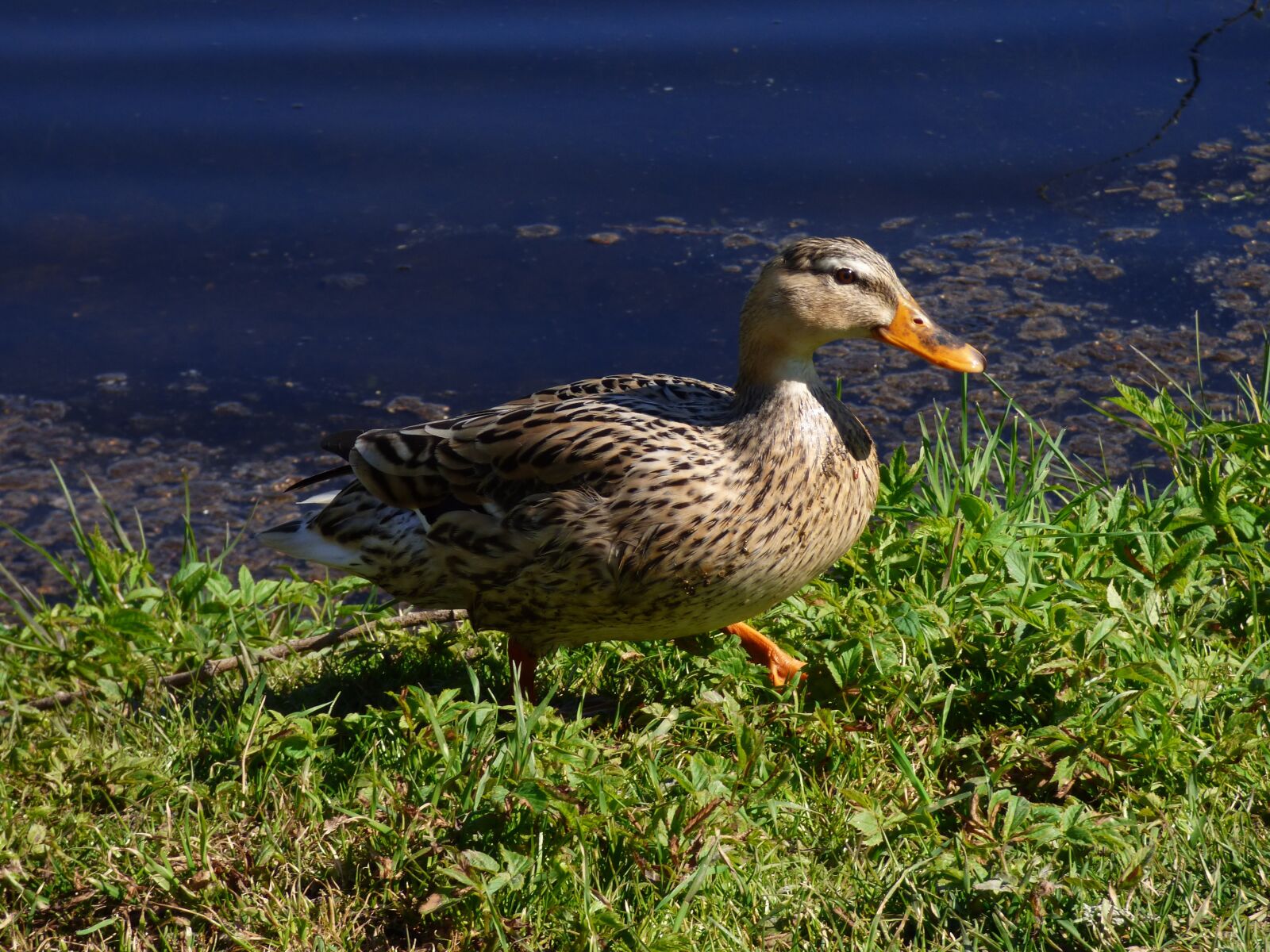 Panasonic DMC-FZ72 sample photo. Seabird, vins l vs photography