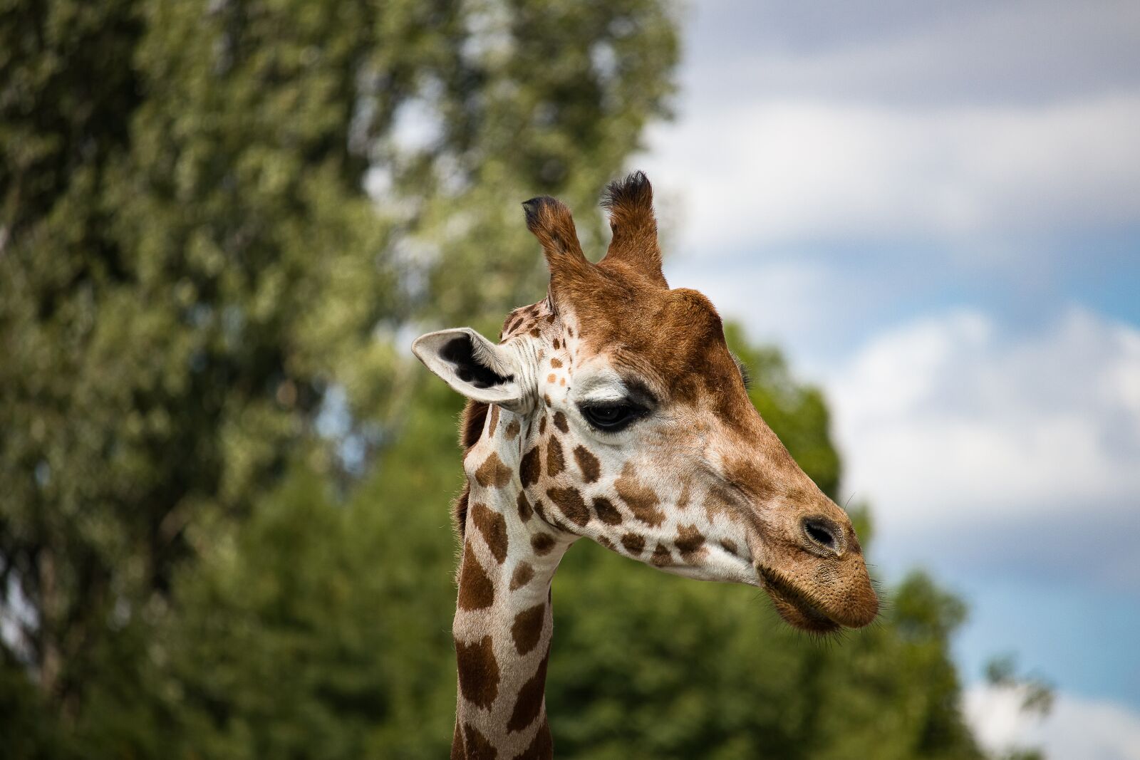 Canon EF-S 55-250mm F4-5.6 IS STM sample photo. Giraffe, mammal, animal photography