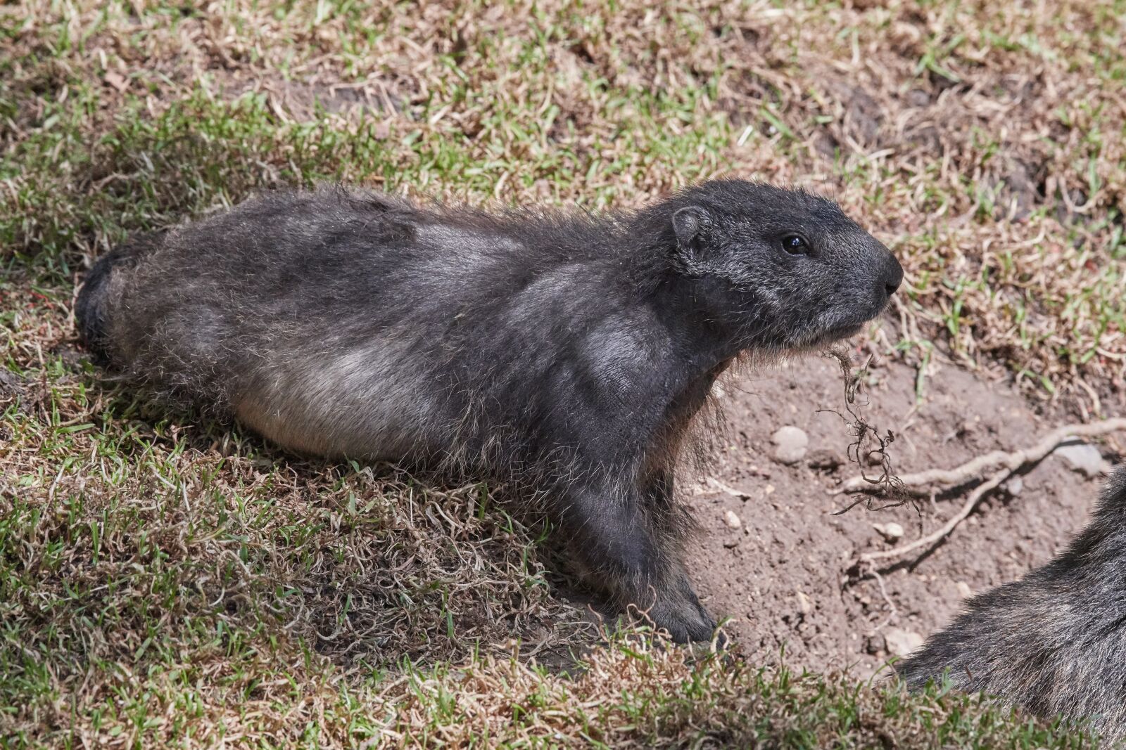 Nikon D500 sample photo. Marmot, nager, rodent photography