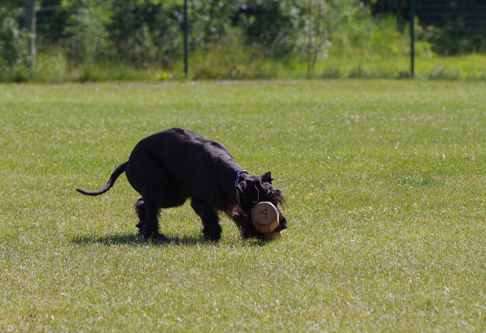 Pentax K-1 sample photo. Giant schnauzer, competition, dumbbell photography