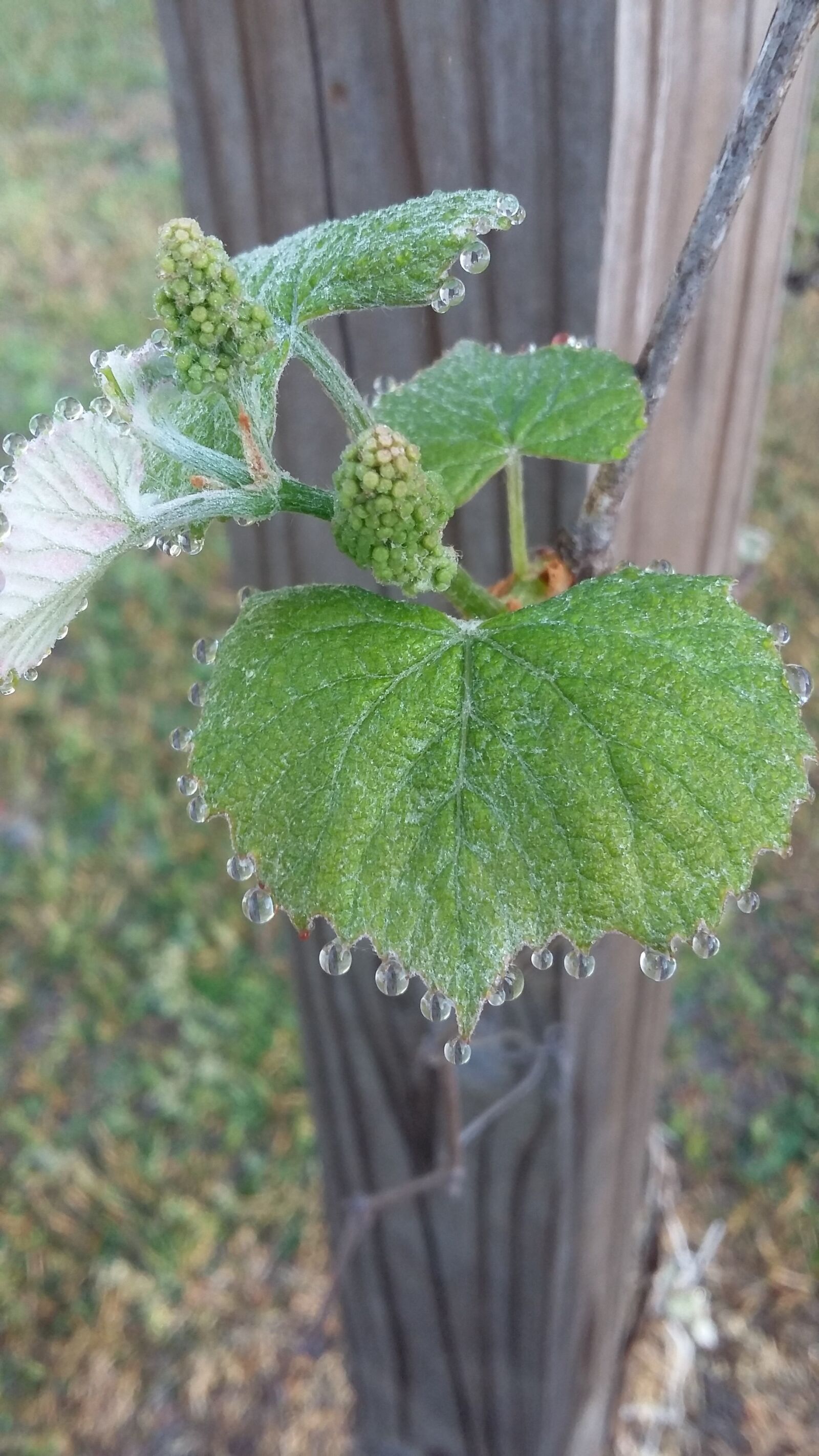 Samsung Galaxy Grand Prime sample photo. Grape, dew, plant photography