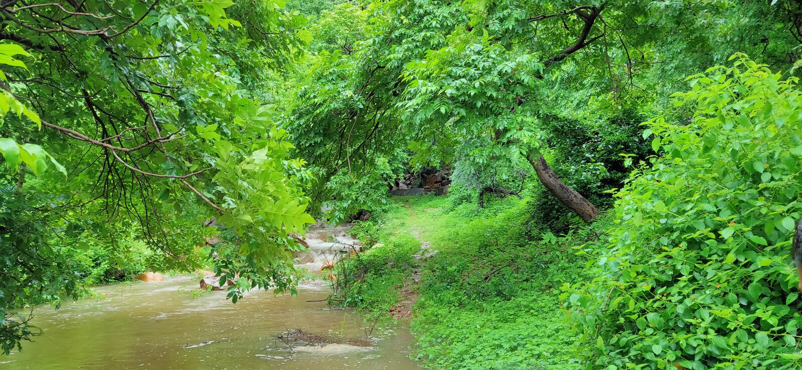 Realme 3 PRO sample photo. Nature, green, scenery photography