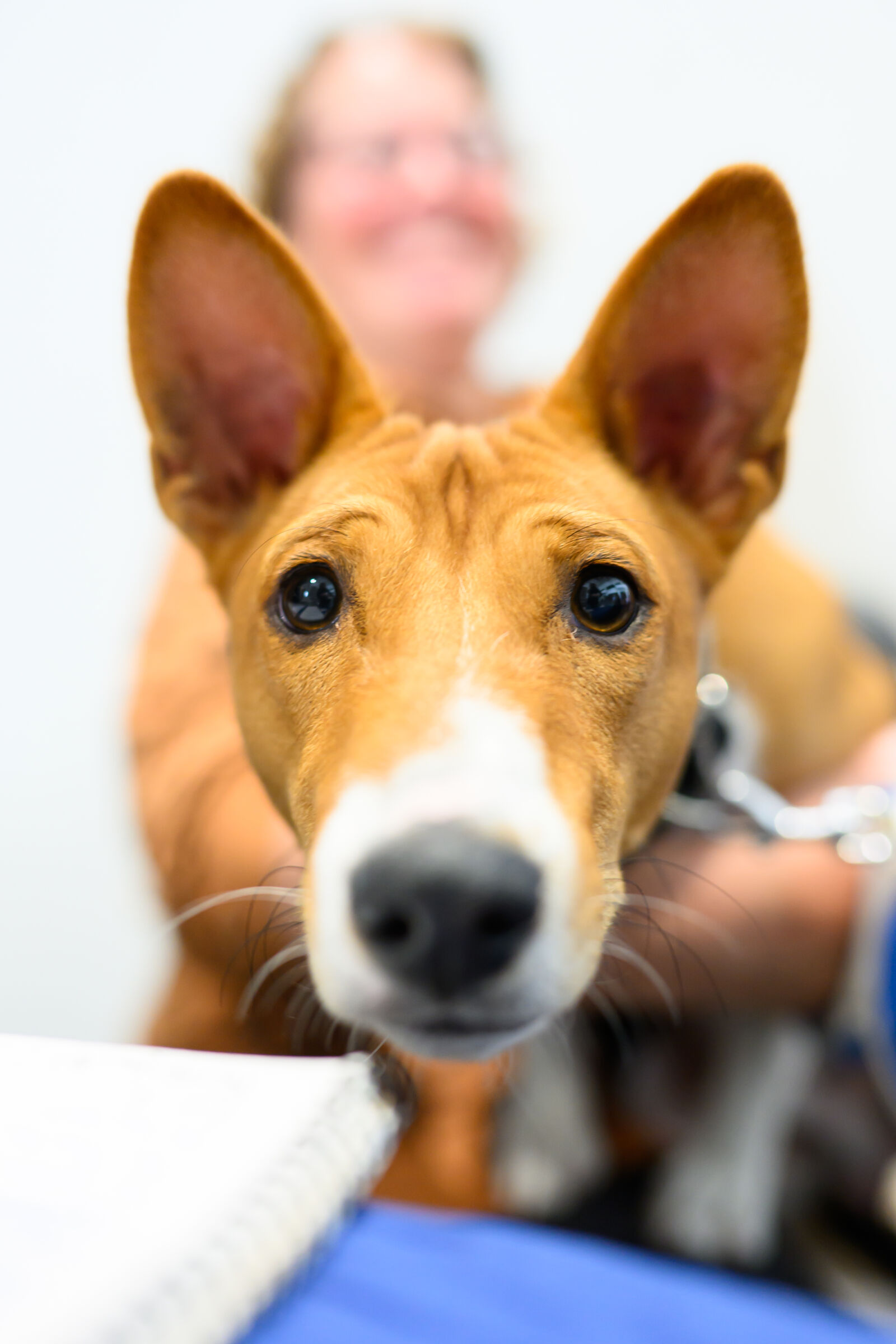 Nikon Z6 III sample photo. Festival dog photography