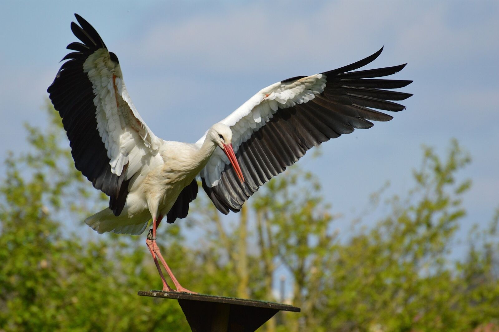 Nikon D3200 sample photo. Stork, flying, landing photography