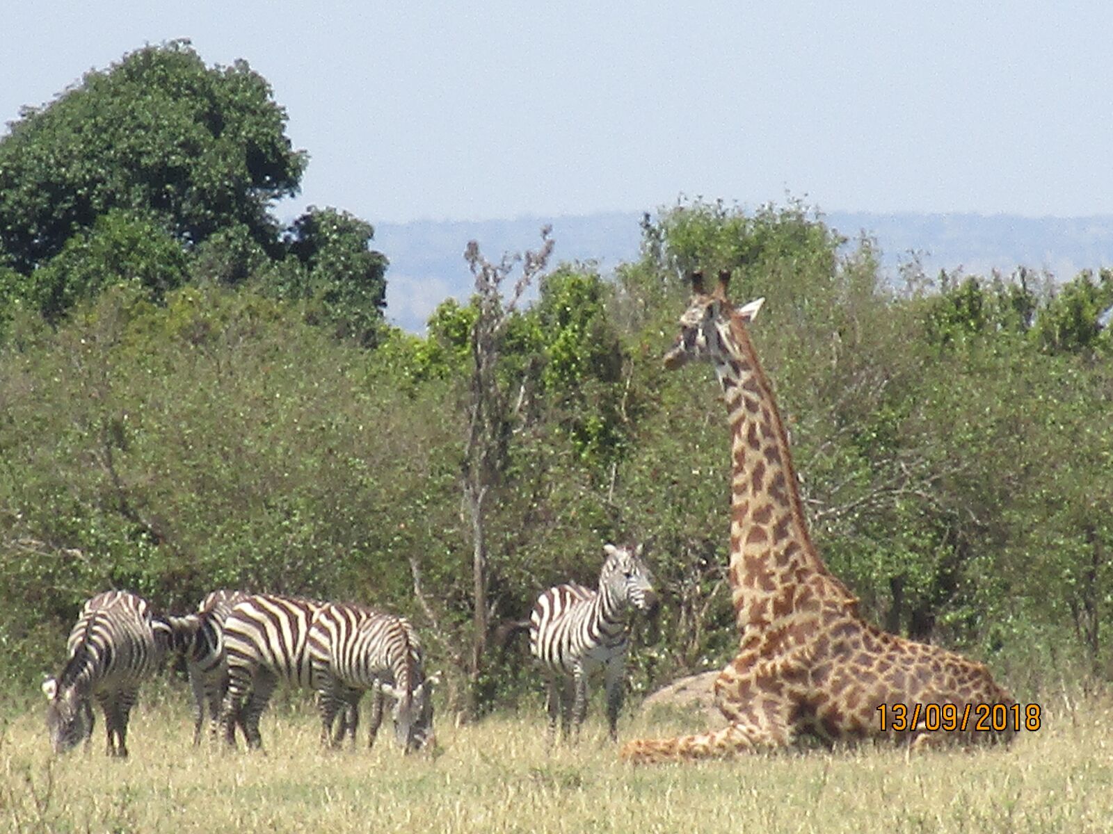 Canon IXUS 190 sample photo. Zebra, giraffe, nature photography