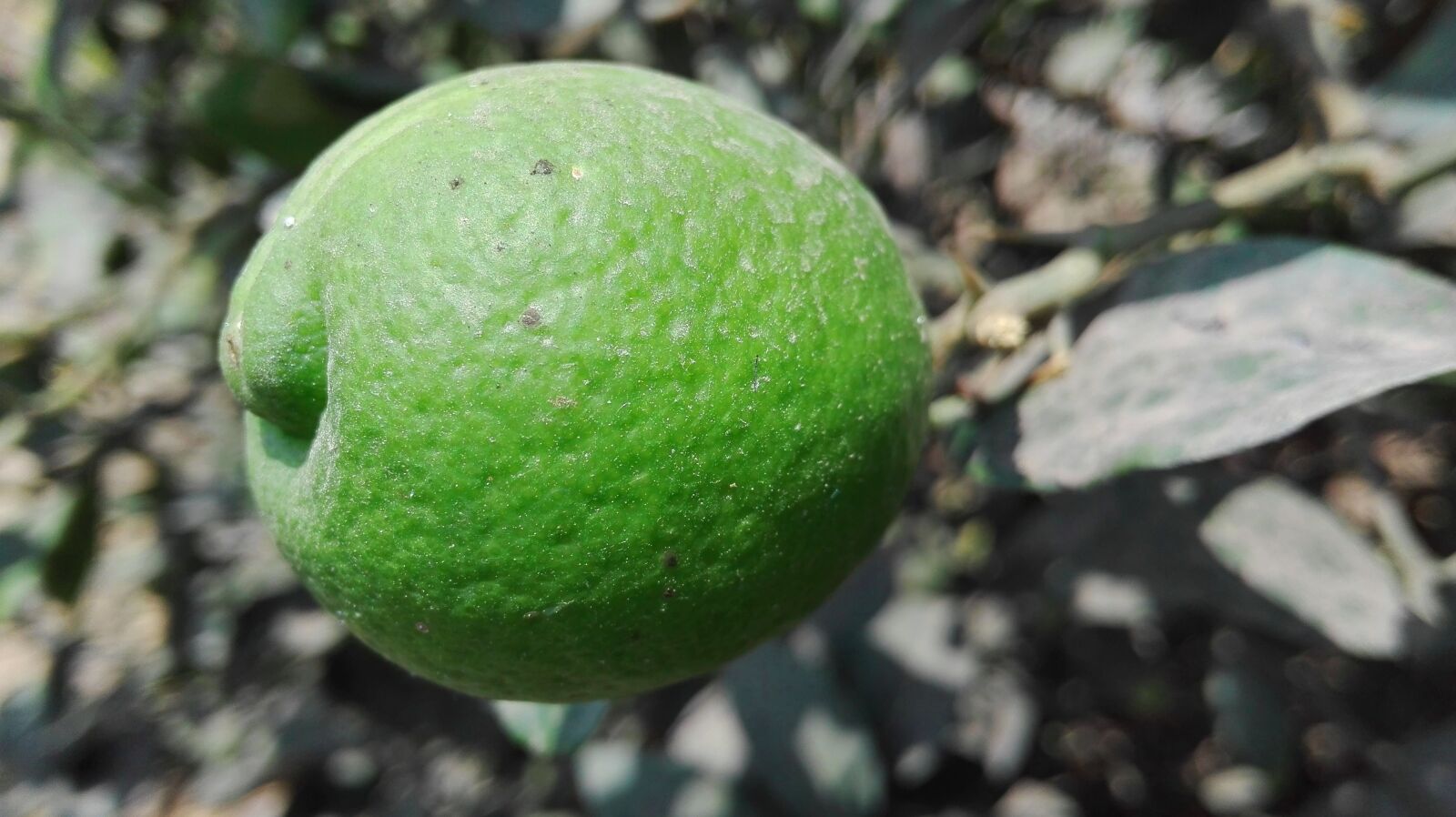 HUAWEI P8 Lite sample photo. Lemon, plant photography