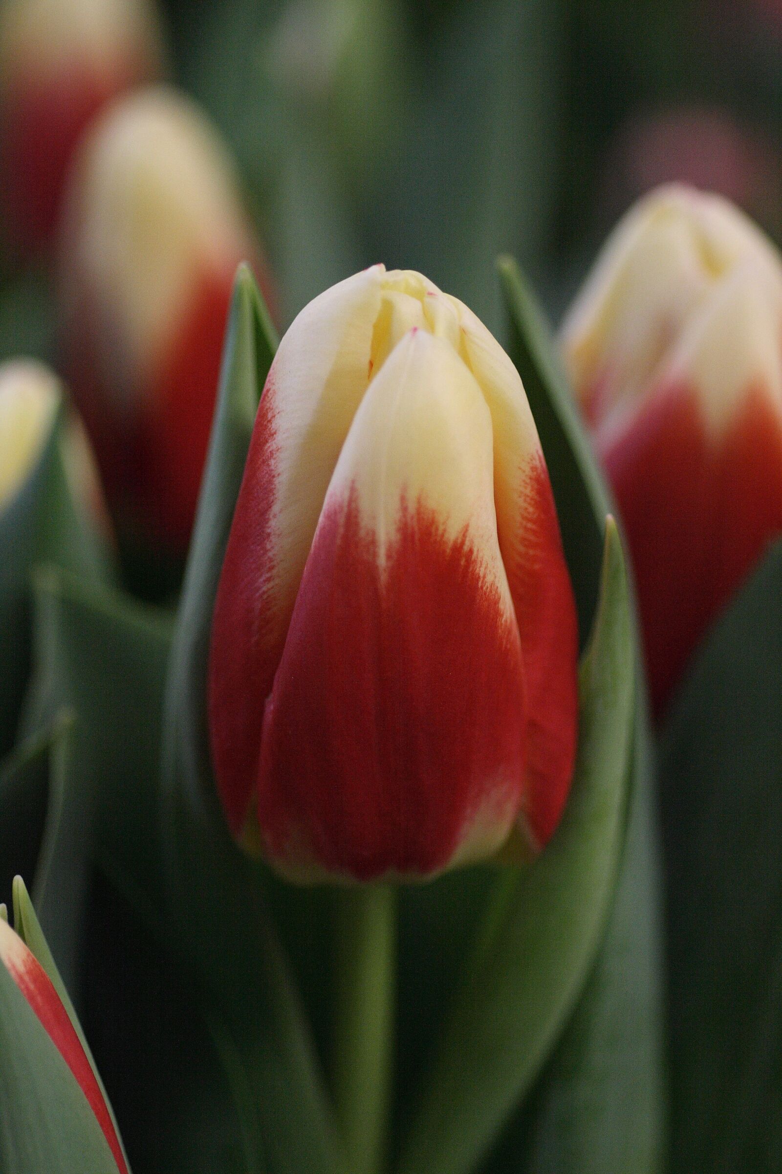 Canon EOS 400D (EOS Digital Rebel XTi / EOS Kiss Digital X) sample photo. Tulip, red, white photography