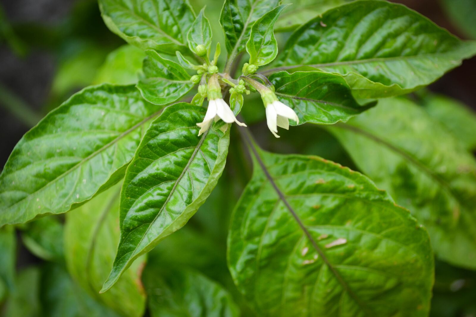 Nikon D3100 sample photo. Flowers, plants, nature photography