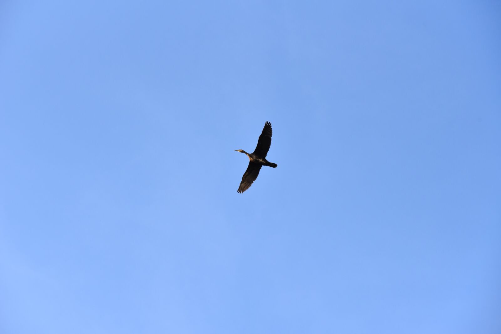 Nikon D750 sample photo. Bird, cologne, sky photography
