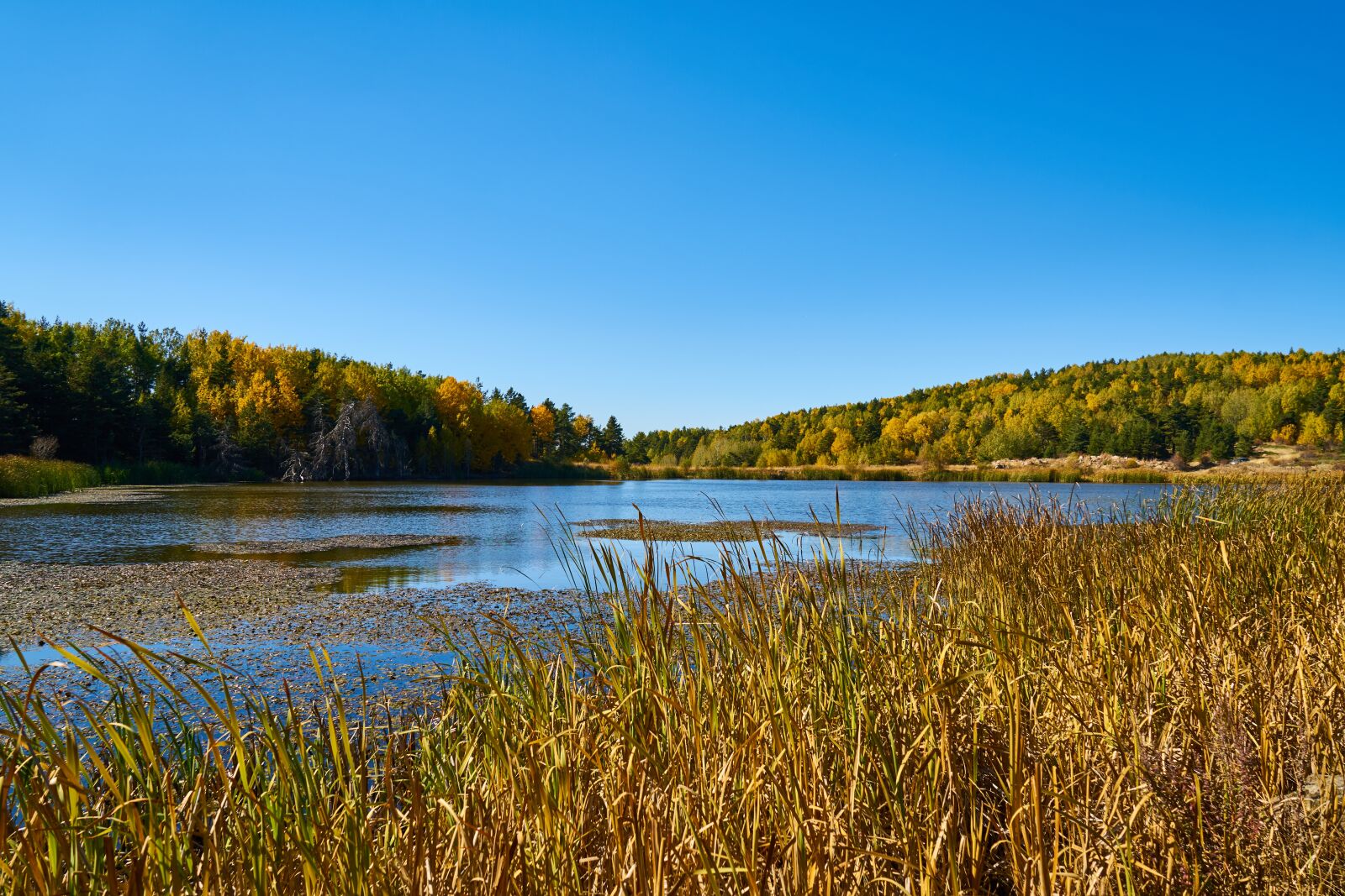 Sony a7R II sample photo. Autumn, forest, yellow photography