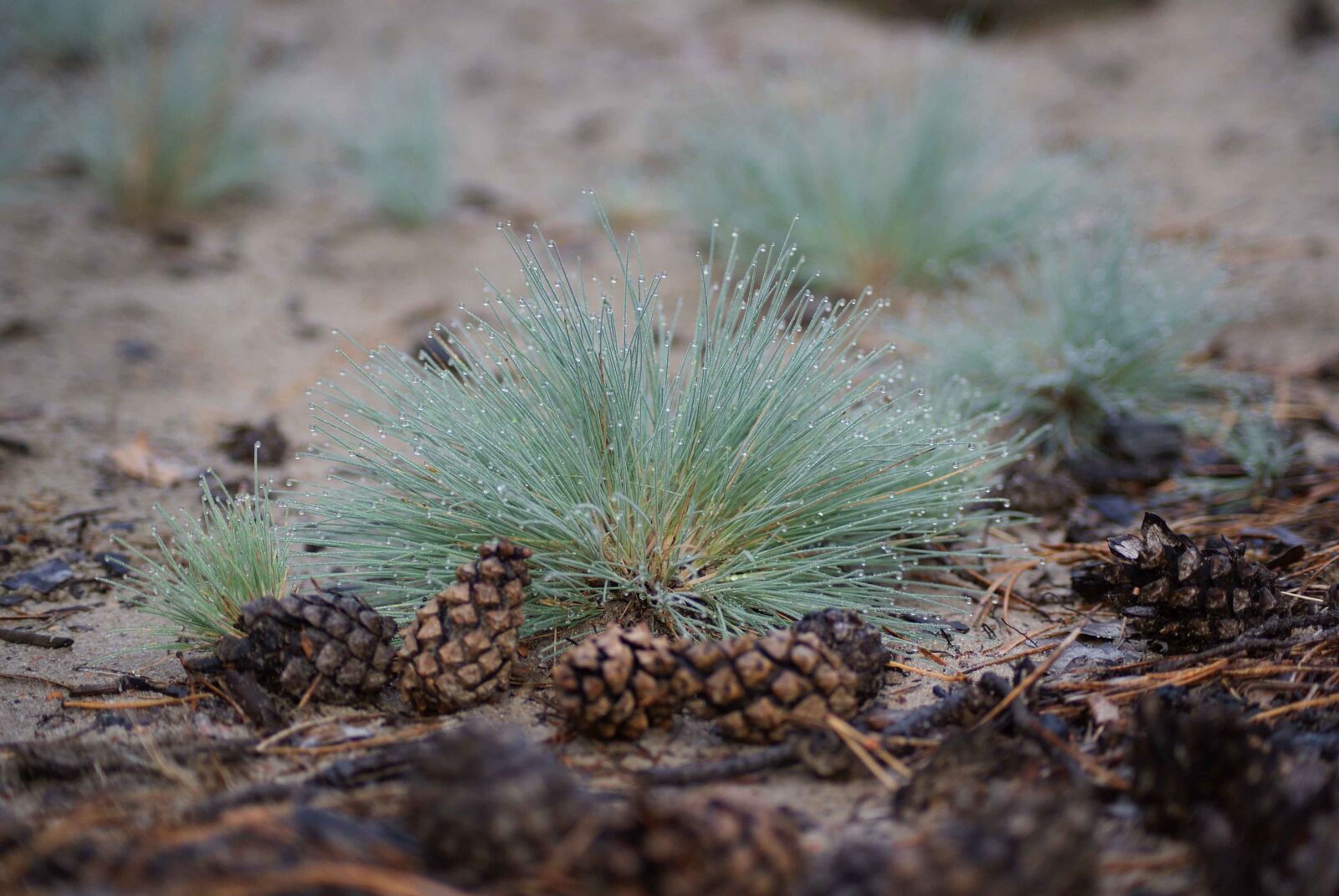 Sony Alpha DSLR-A300 sample photo. Grass, bolonese streaks of photography