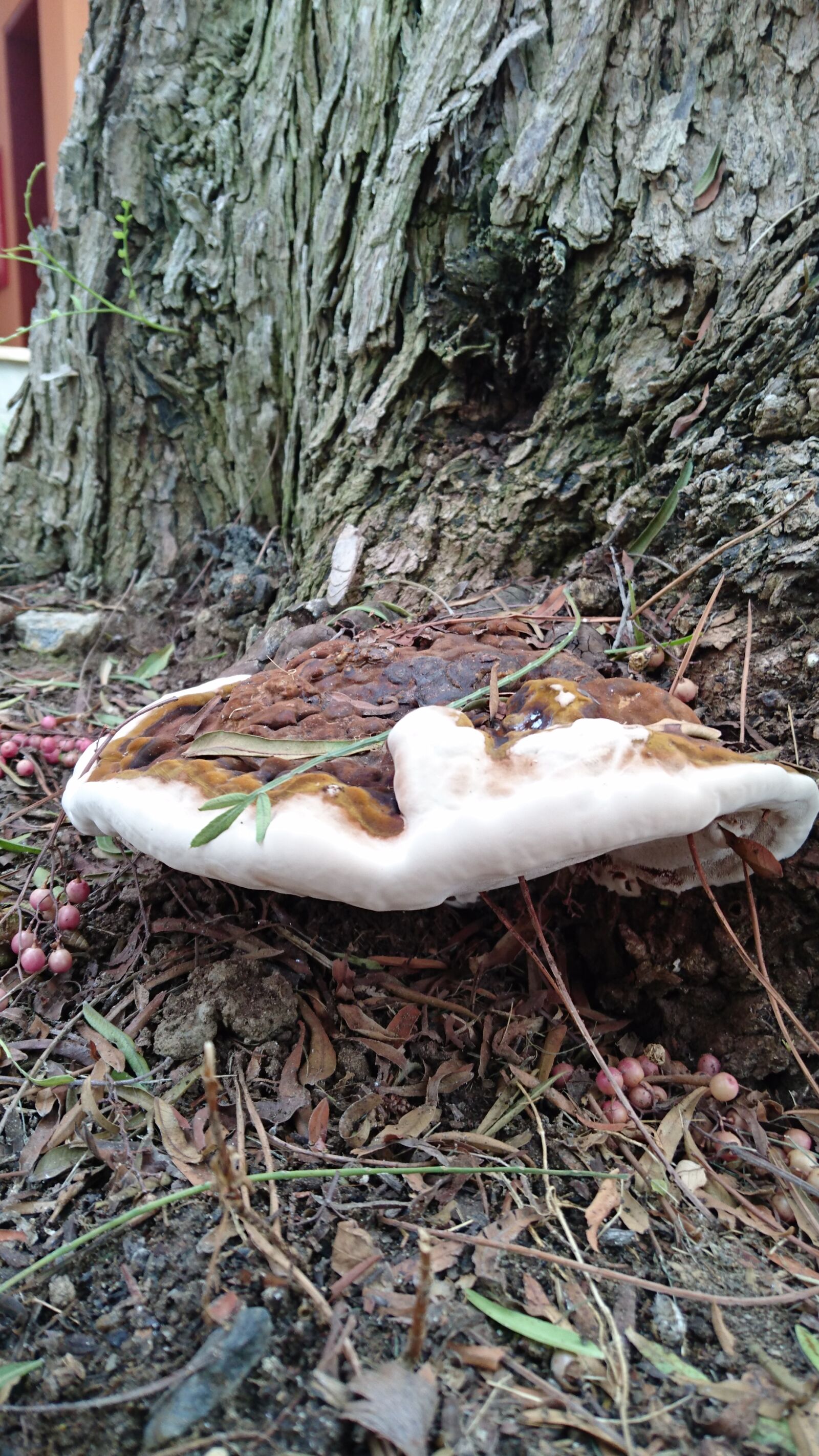 Sony Xperia Z3+ sample photo. Mushroom, nature photography