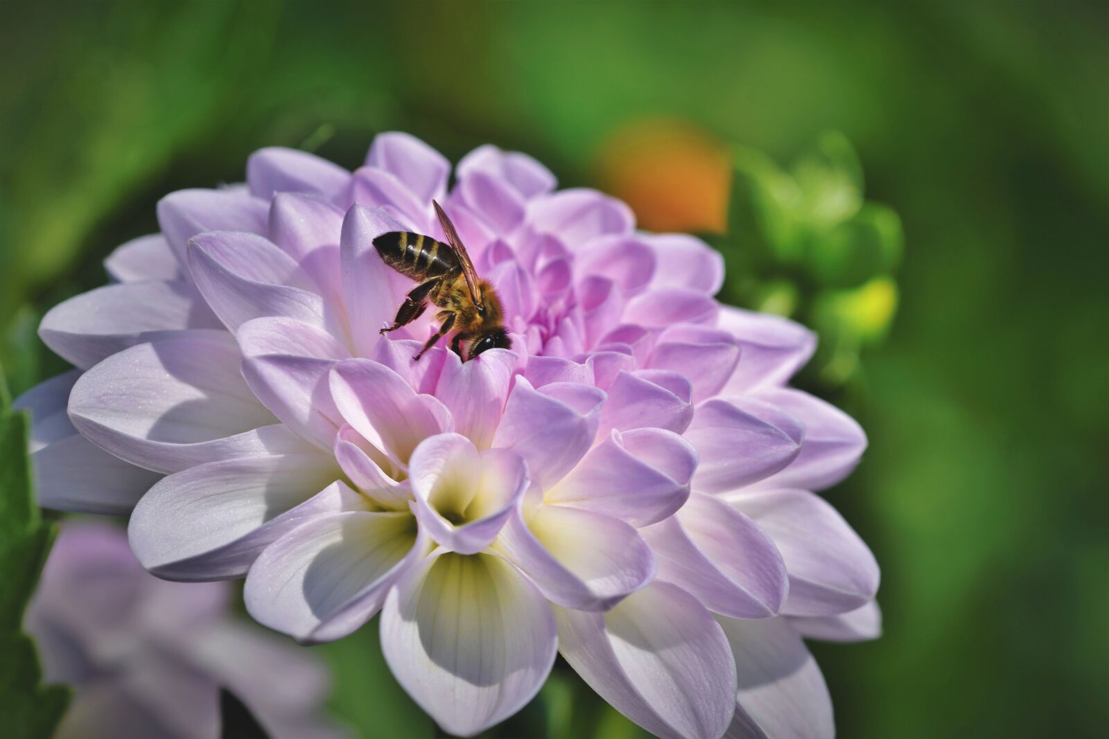 Nikon D7200 sample photo. Dahlia, bee, nectar photography