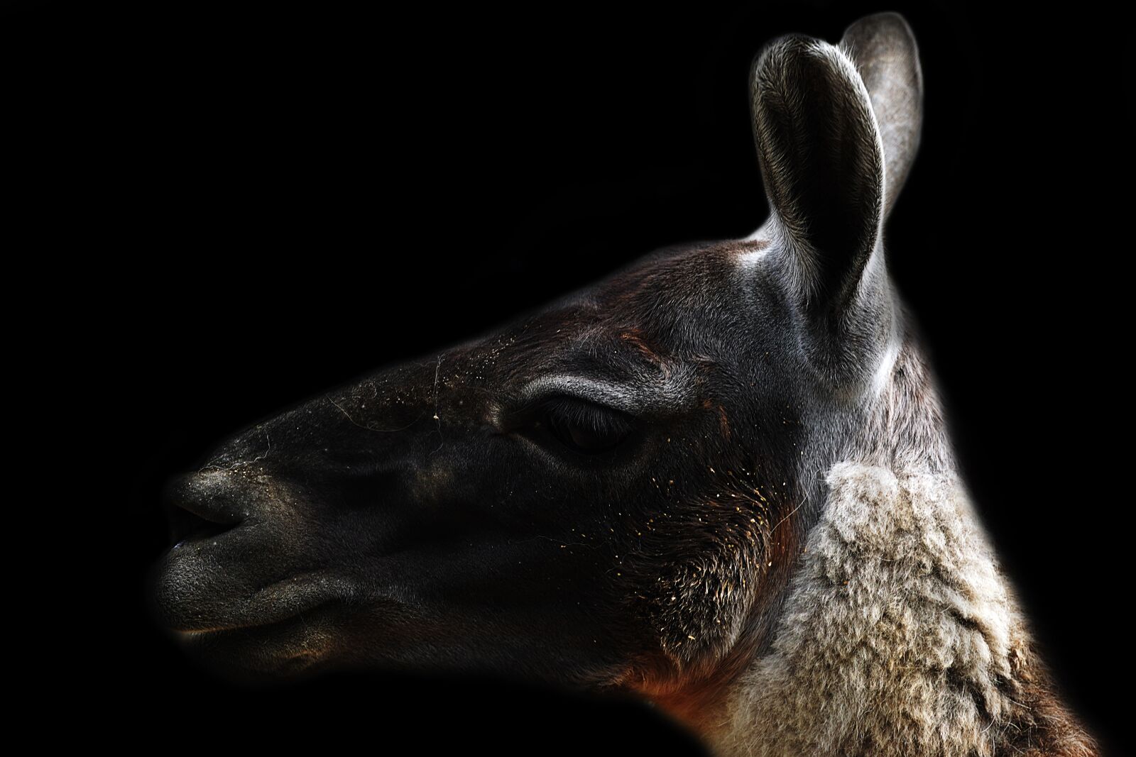Sony a6400 sample photo. Guanaco, animal, domestic animal photography