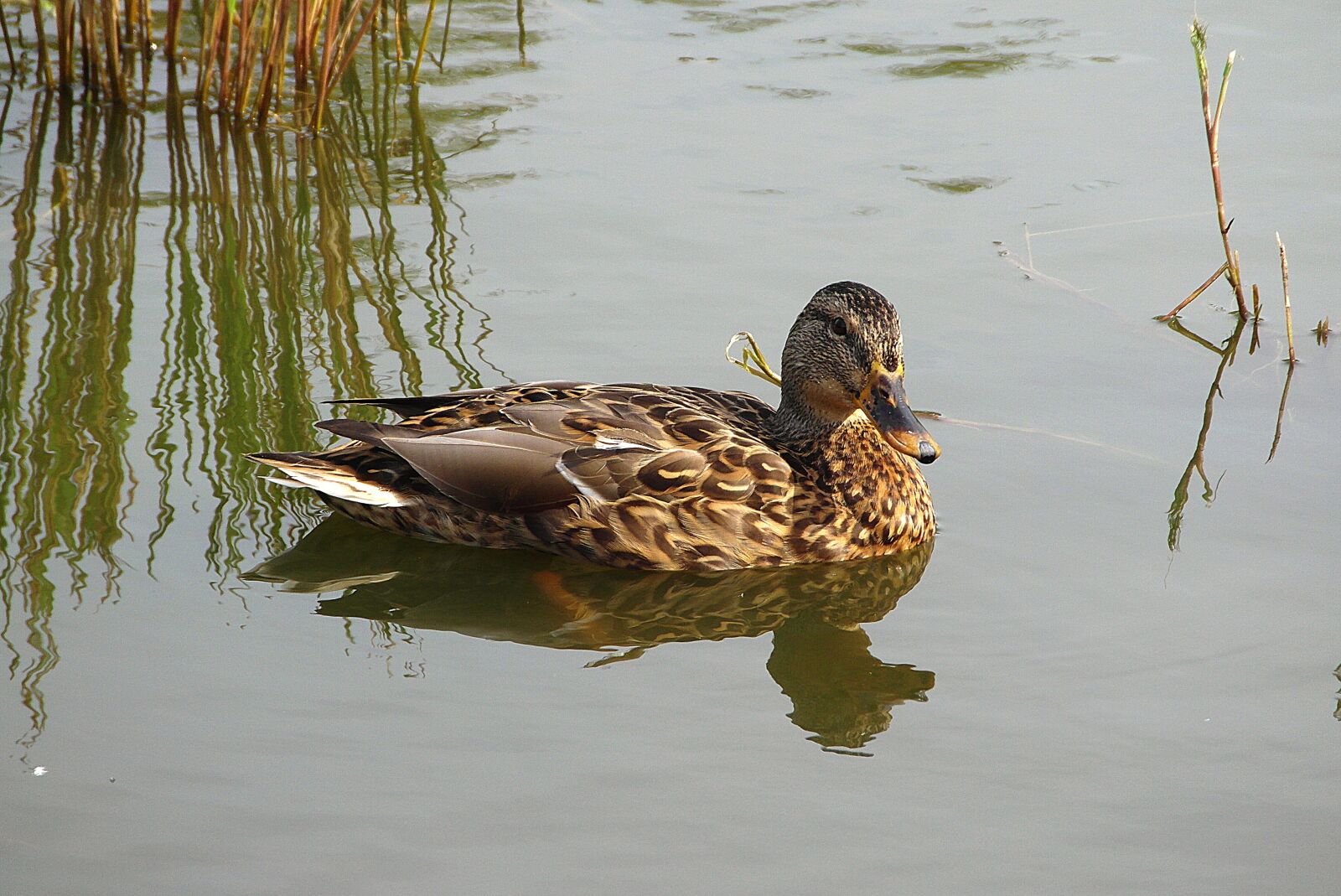 Samsung WB750 sample photo. Duck, bird, animals photography