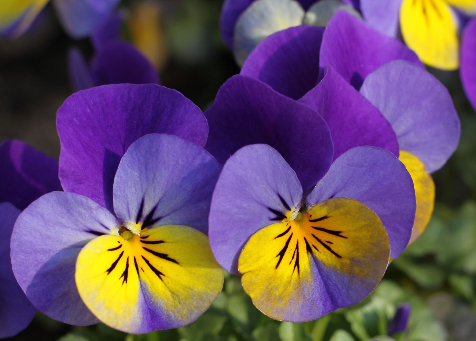 Canon EOS 50D sample photo. Pansy, flower, blossom photography