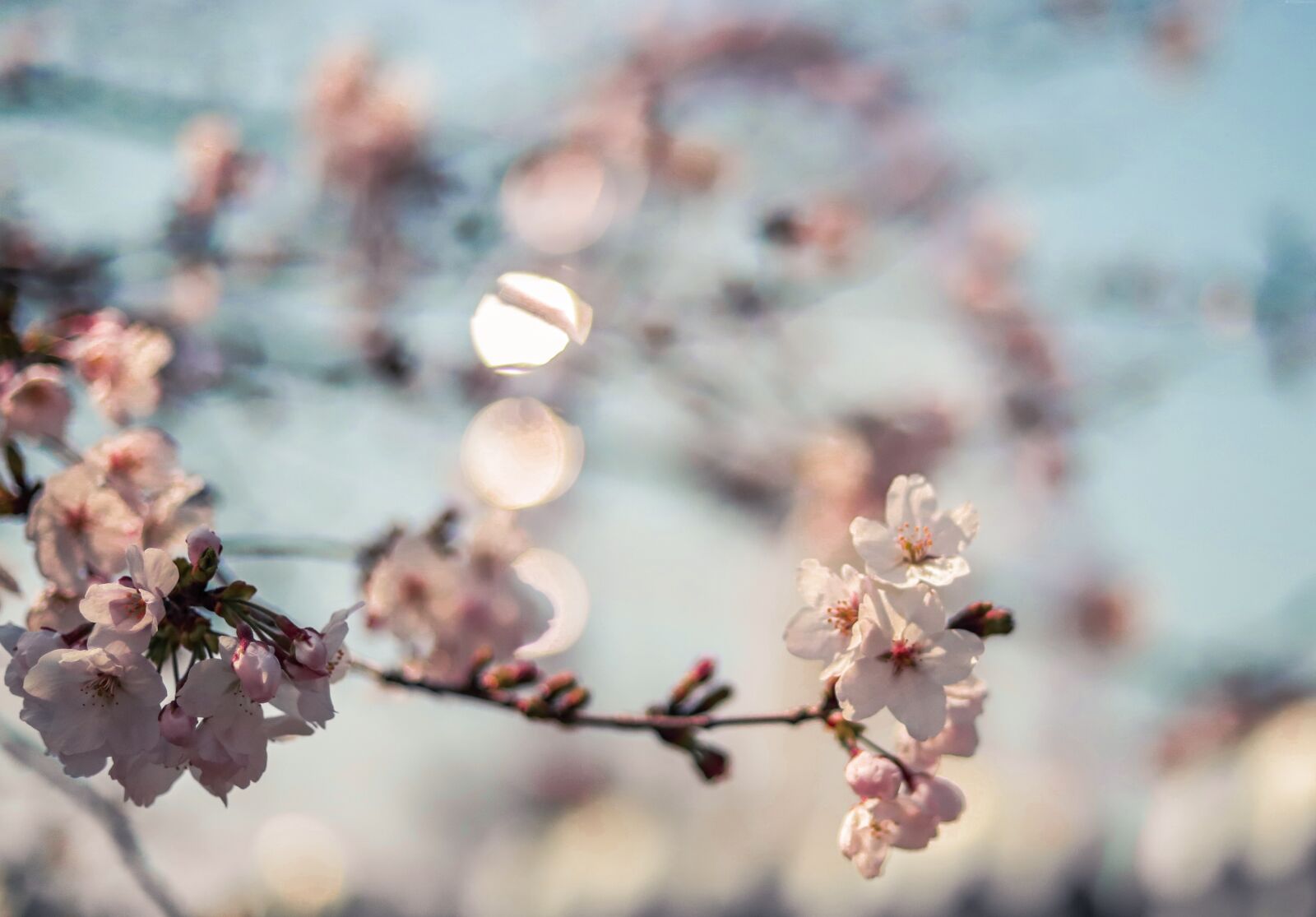 Canon EOS 6D Mark II sample photo. Cherry blossom, flower, shanghai photography