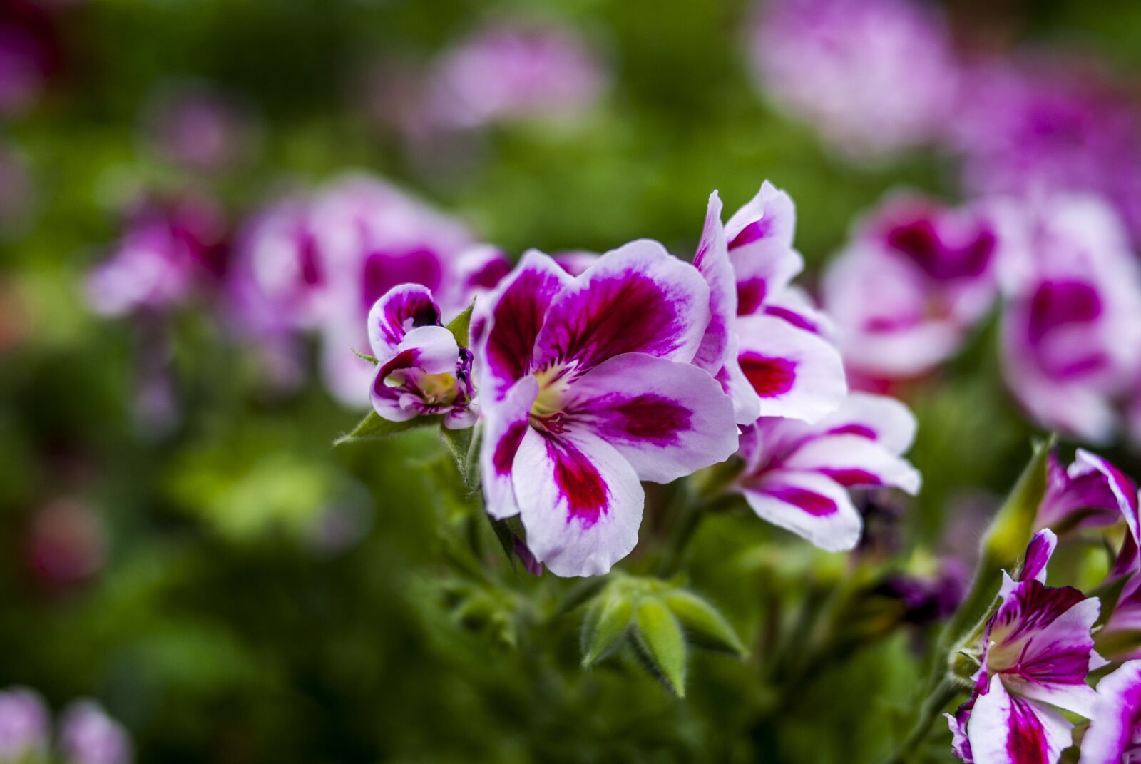 Nikon D60 sample photo. Flower, plant, nature photography