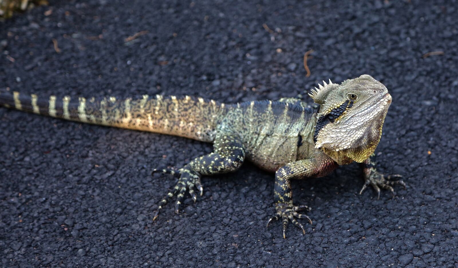 Canon EF 24-105mm F4L IS USM sample photo. Australian water dragon, reptile photography