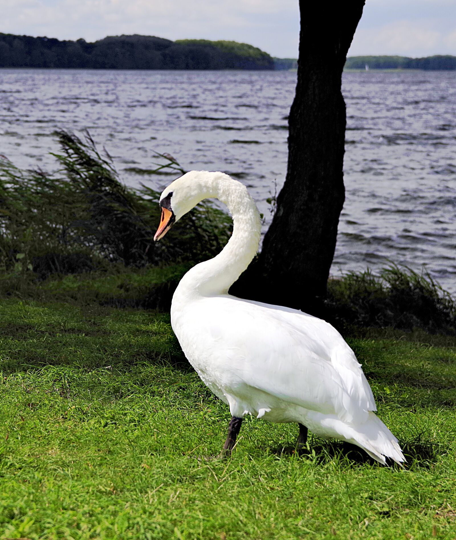 Pentax K-S2 sample photo. Swan, swans, case photography