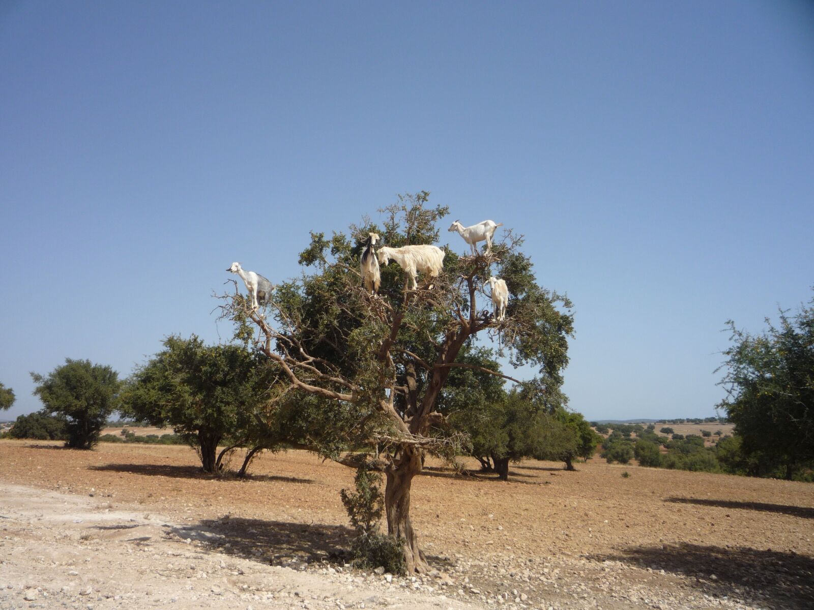 Panasonic DMC-FS5 sample photo. Argan, morocco, goat photography