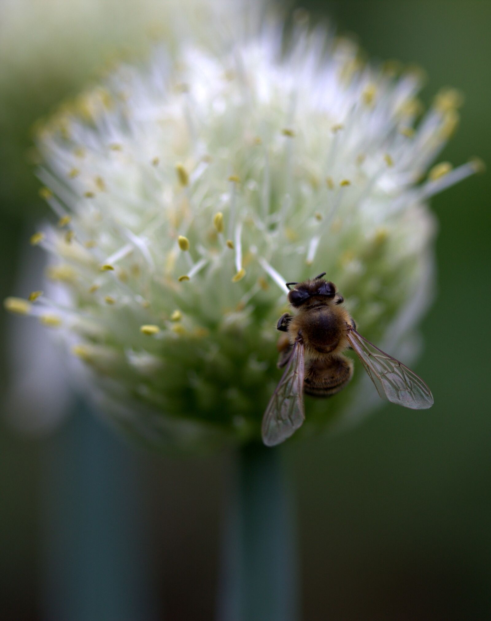 Canon EF-S 60mm F2.8 Macro USM sample photo. Bee, flight, flower photography