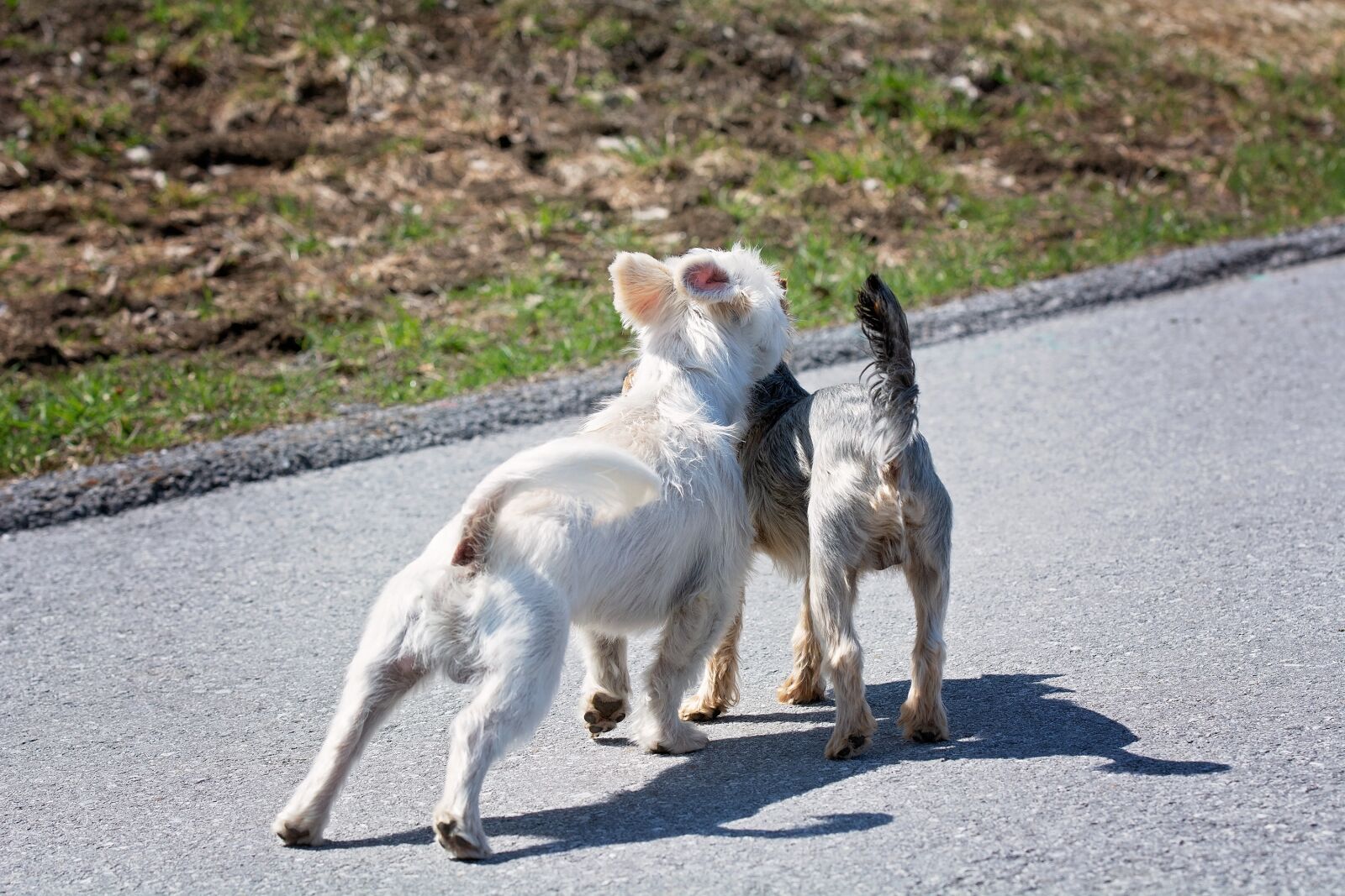 Nikon D7100 sample photo. Dogs, out, encounter photography