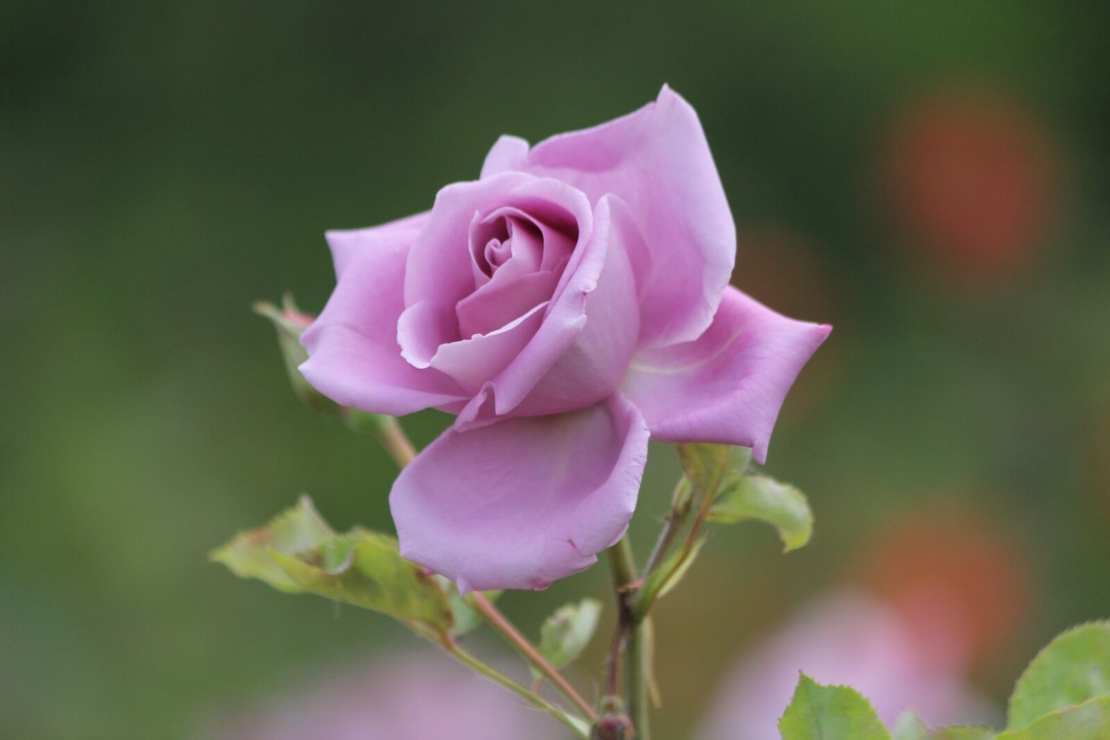 Canon EOS 60D sample photo. Rose, flowers, nature photography