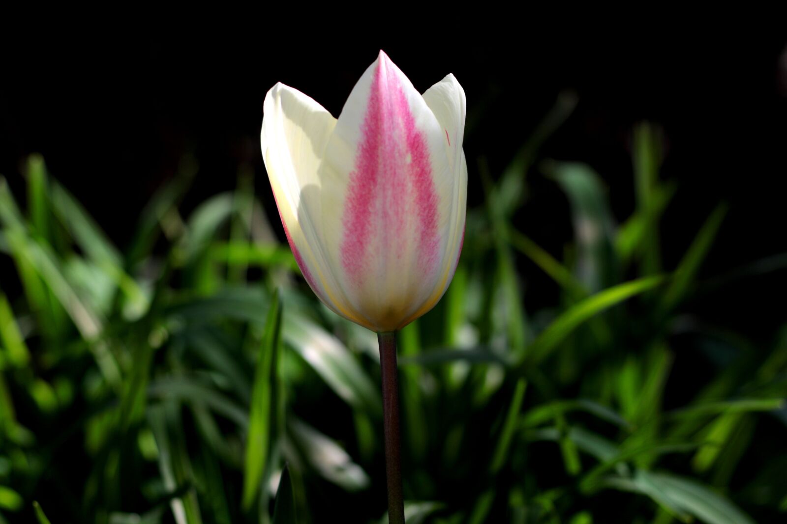 Canon EOS 7D Mark II sample photo. Tulipa flaming purissima, tulip photography
