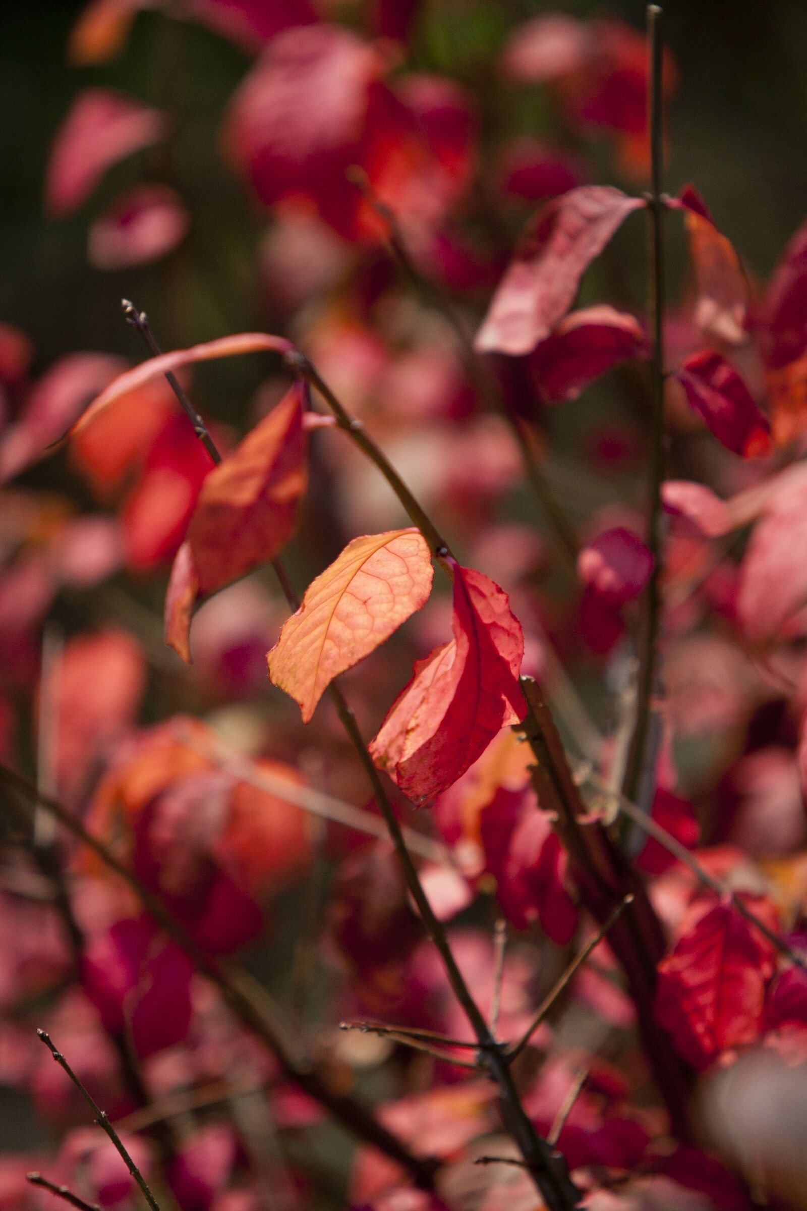 Canon EOS 5D sample photo. Autumn, autumn leaves, maple photography