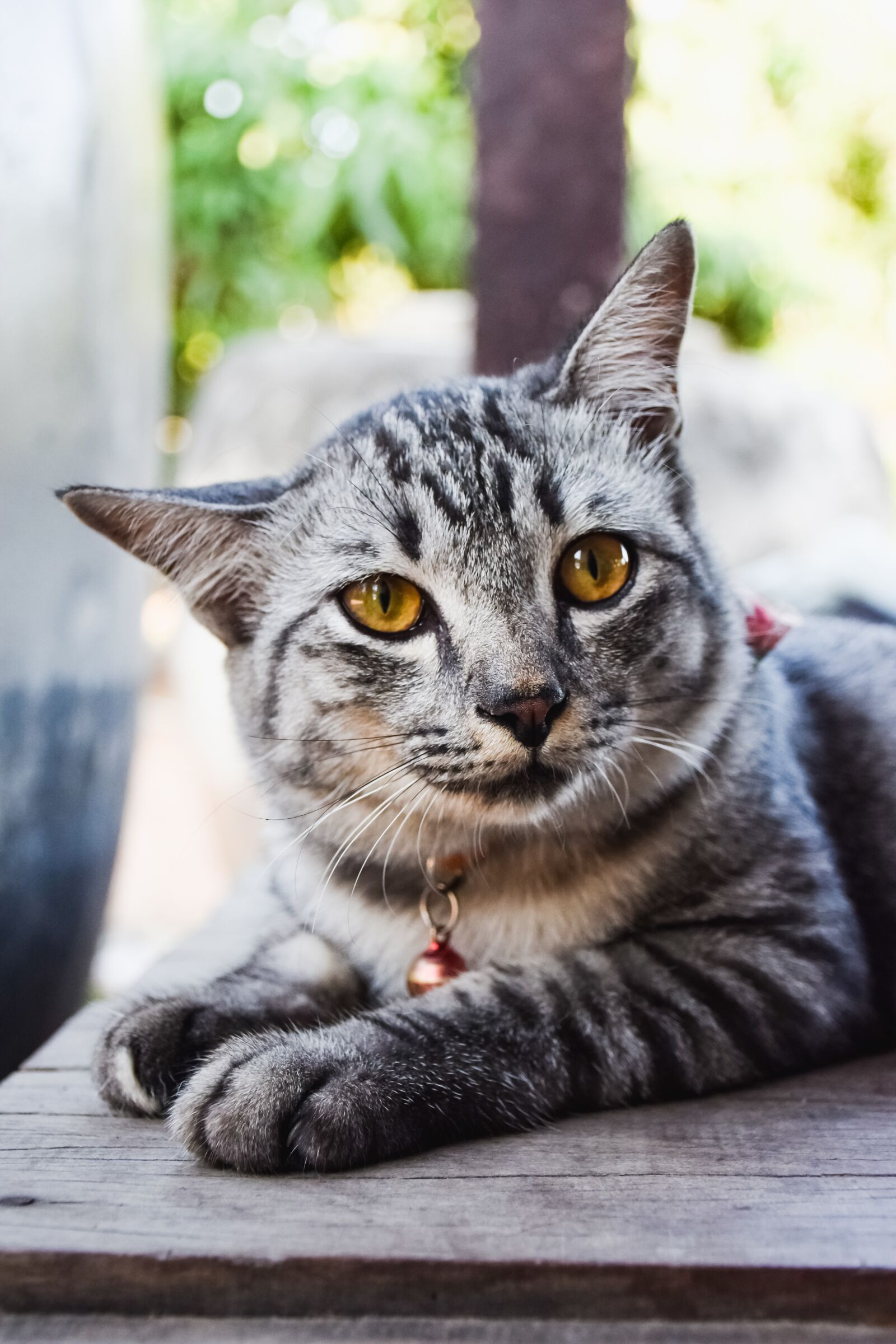Nikon D5300 sample photo. Animals, pets, cat photography