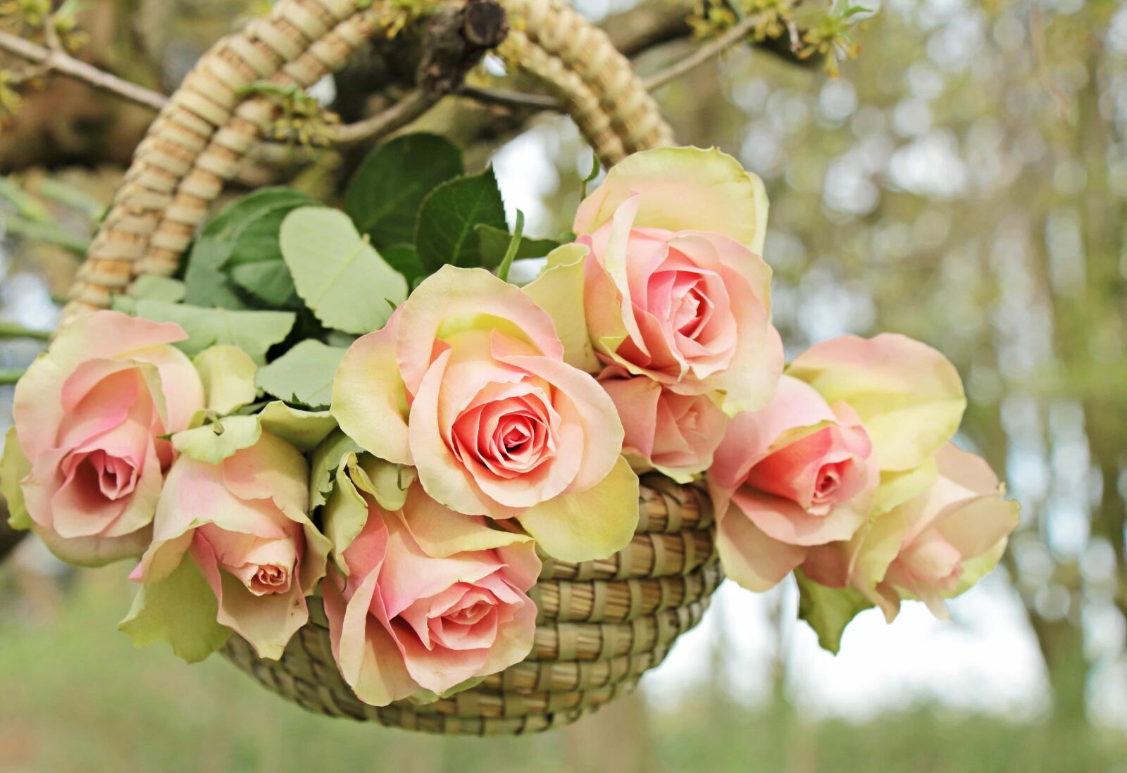 Canon EOS 550D (EOS Rebel T2i / EOS Kiss X4) sample photo. Beautiful, leaf, rose, nature photography