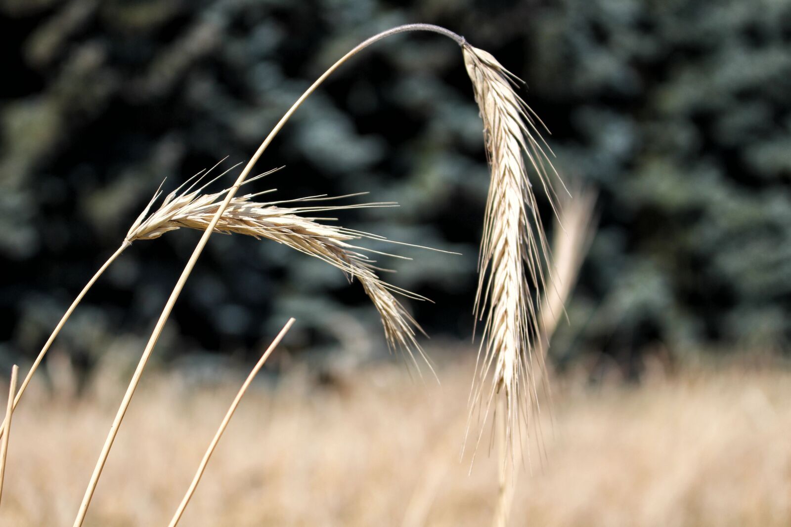 Canon EOS 700D (EOS Rebel T5i / EOS Kiss X7i) sample photo. Rye, corn, ears photography