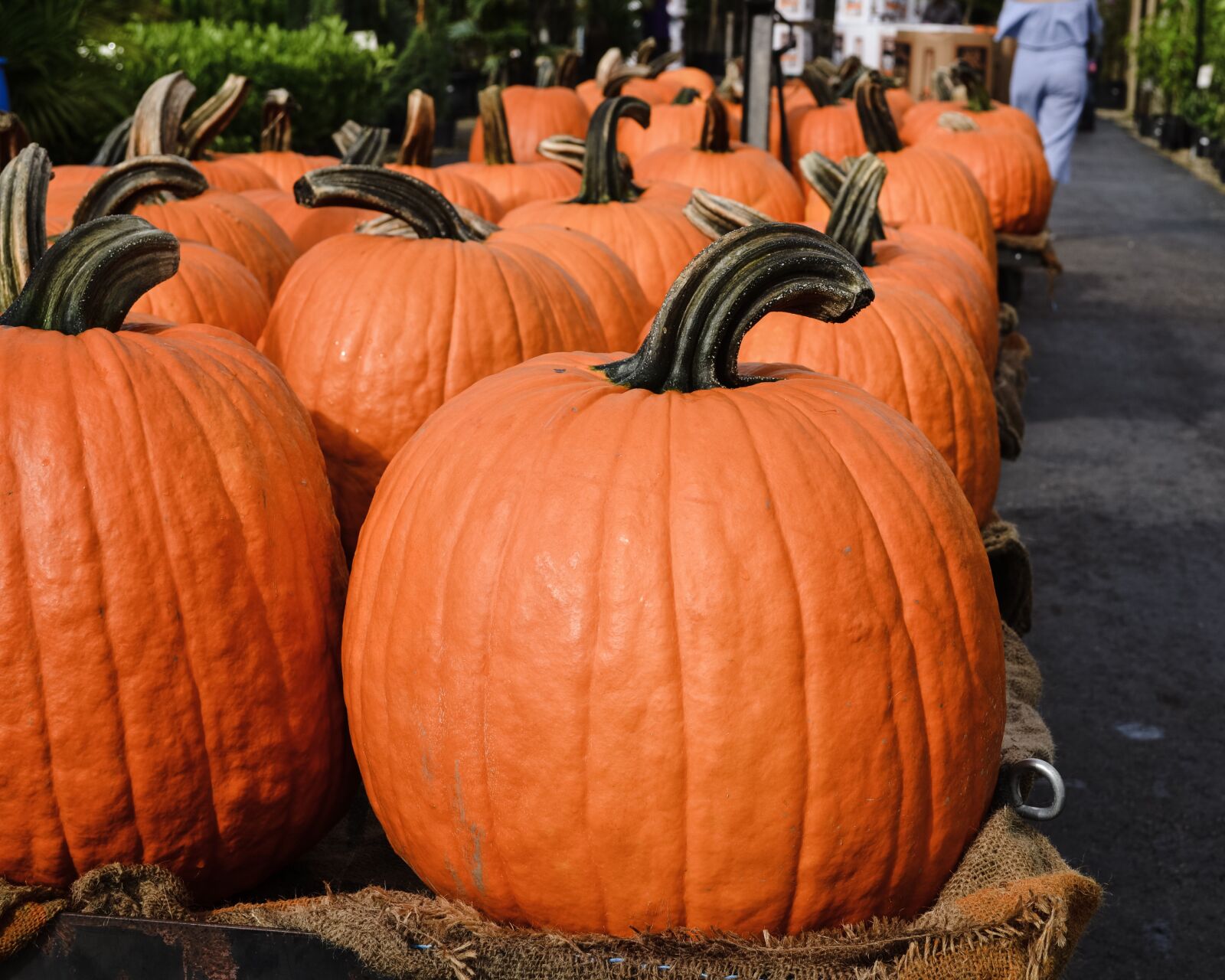 Nikon D5100 sample photo. Pumpkin patch, large pumpkins photography