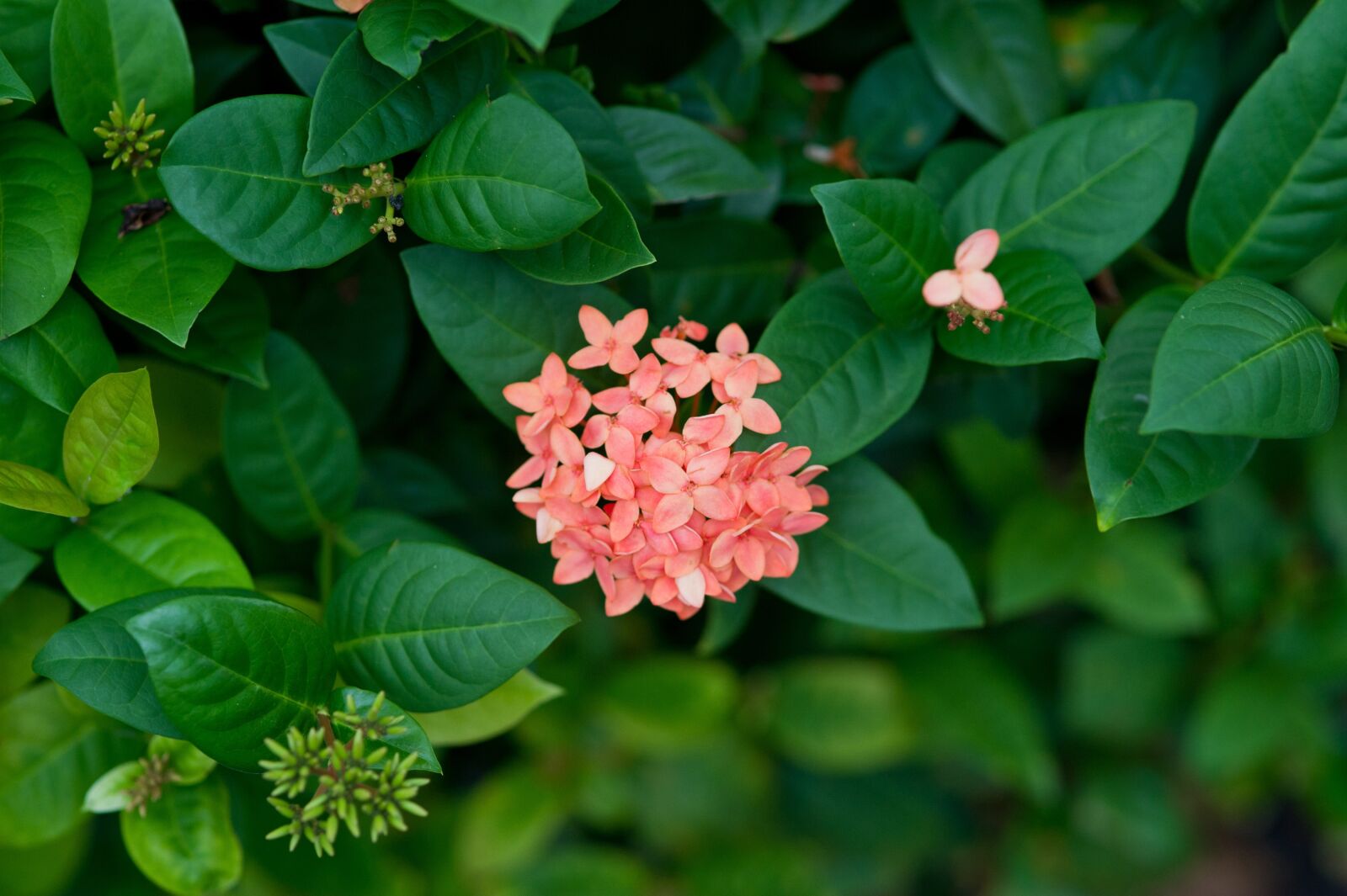 Nikon D3S sample photo. Nature, flowers, plants photography