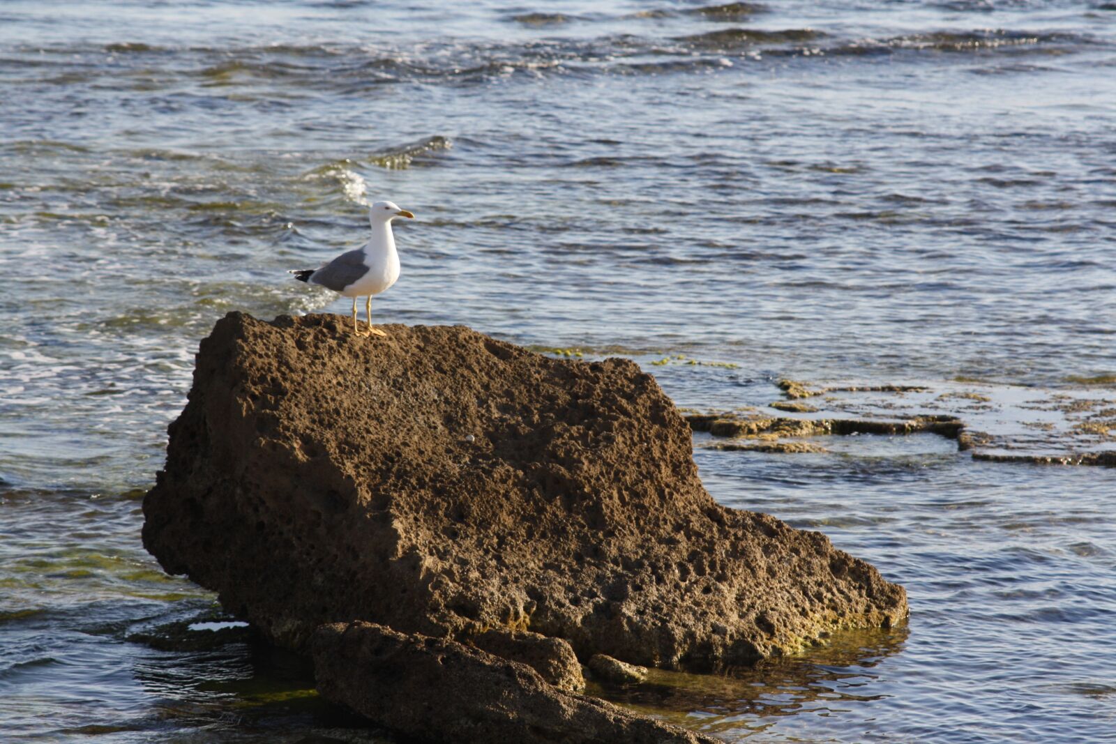 Canon EOS 1000D (EOS Digital Rebel XS / EOS Kiss F) sample photo. Sea, water, beach photography