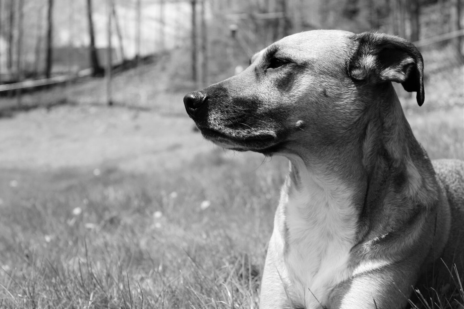 Canon EOS 1200D (EOS Rebel T5 / EOS Kiss X70 / EOS Hi) sample photo. Black, and, white, dog photography