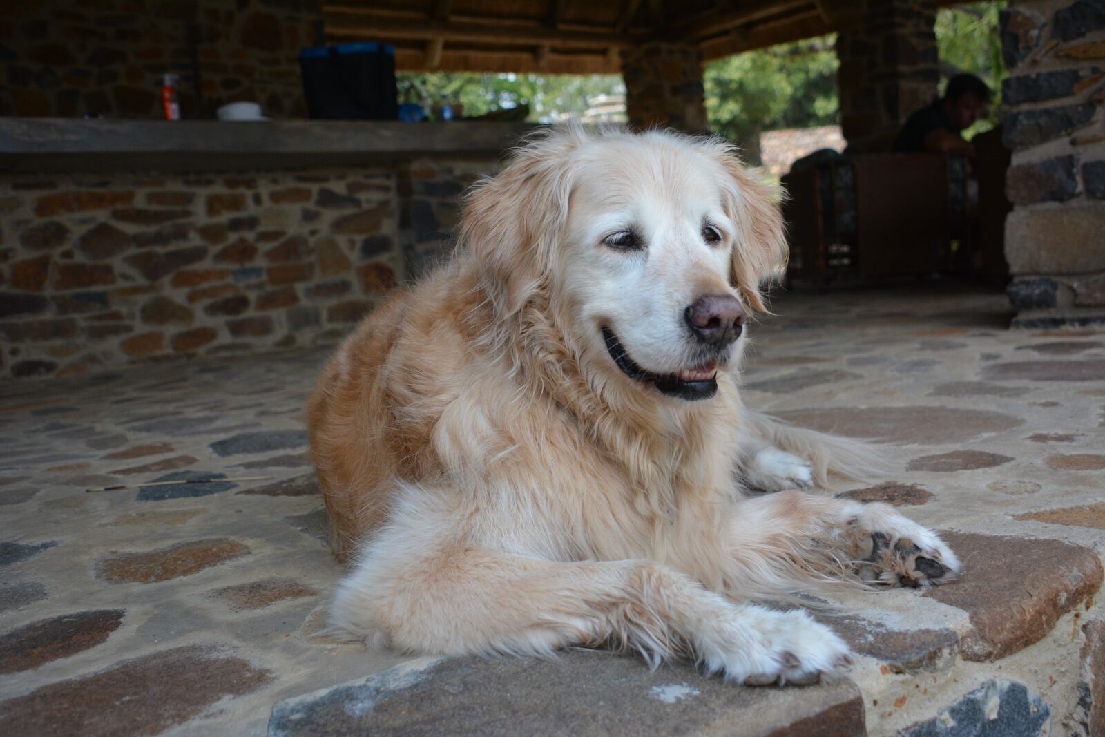 Nikon D7100 sample photo. Dog, golden retriever, canine photography