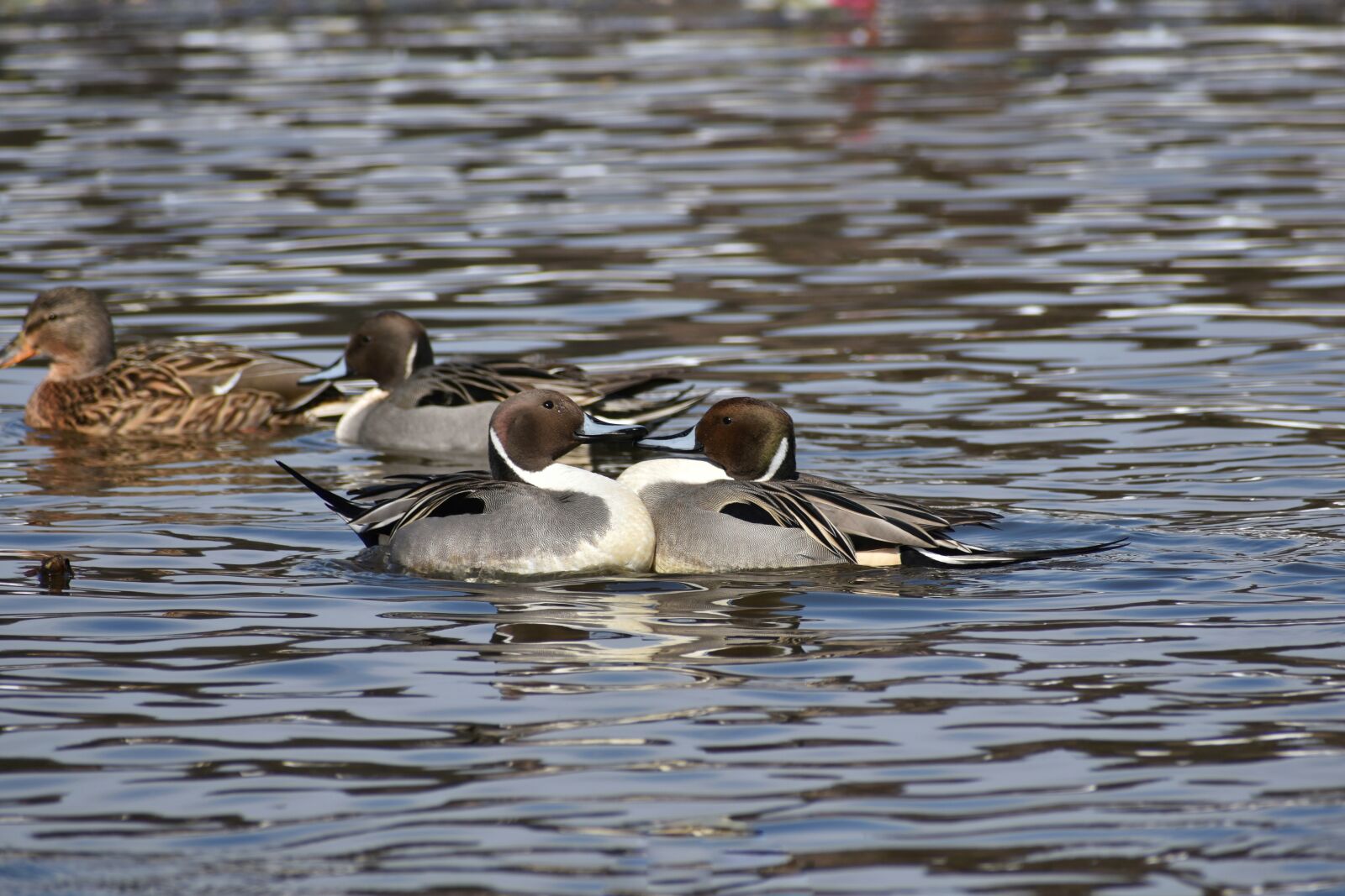 Nikon D7200 sample photo. Animal, lake, waterside photography