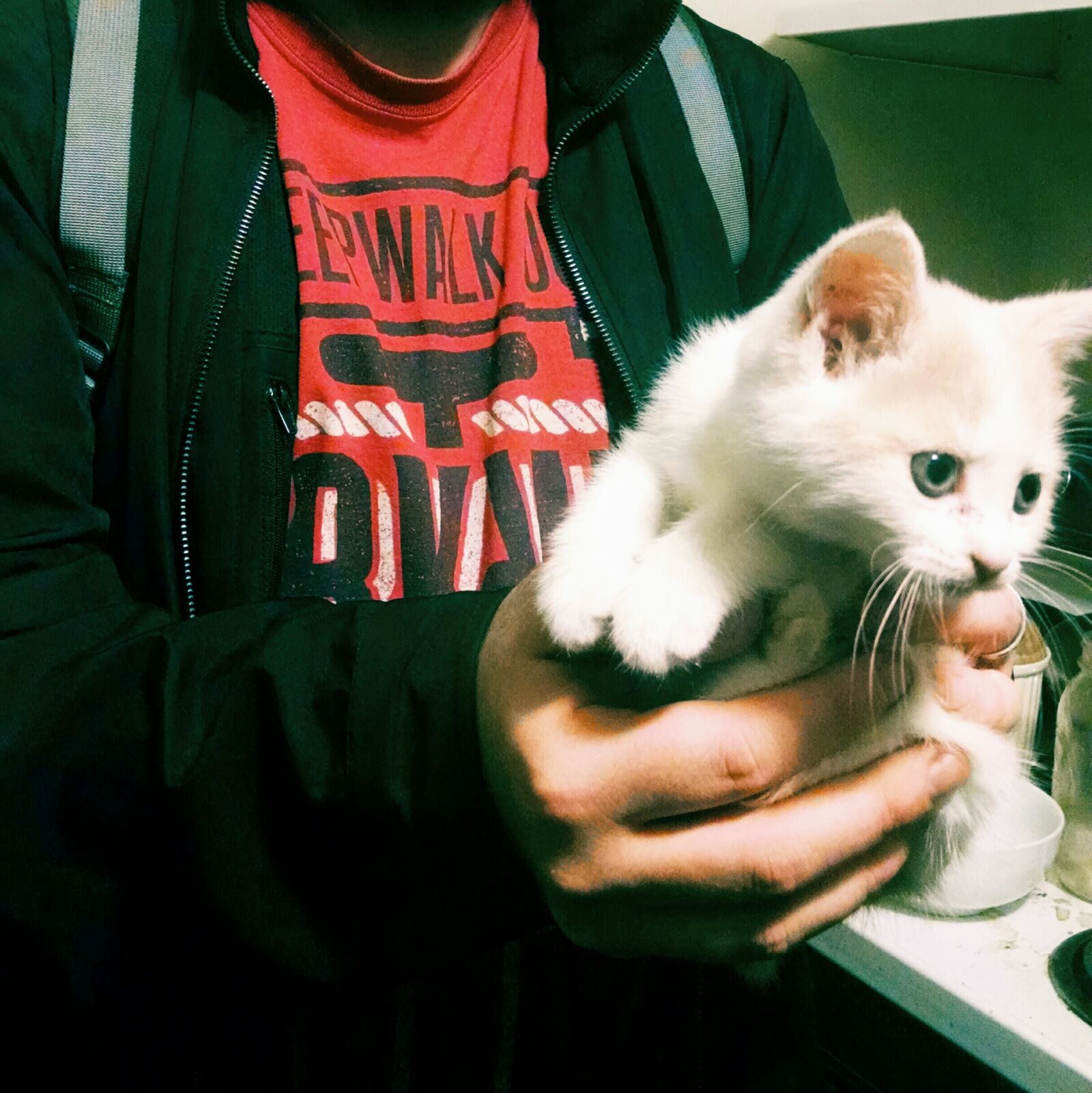 Motorola Moto X (1st Gen) sample photo. Animal, cat, kitten, pet photography