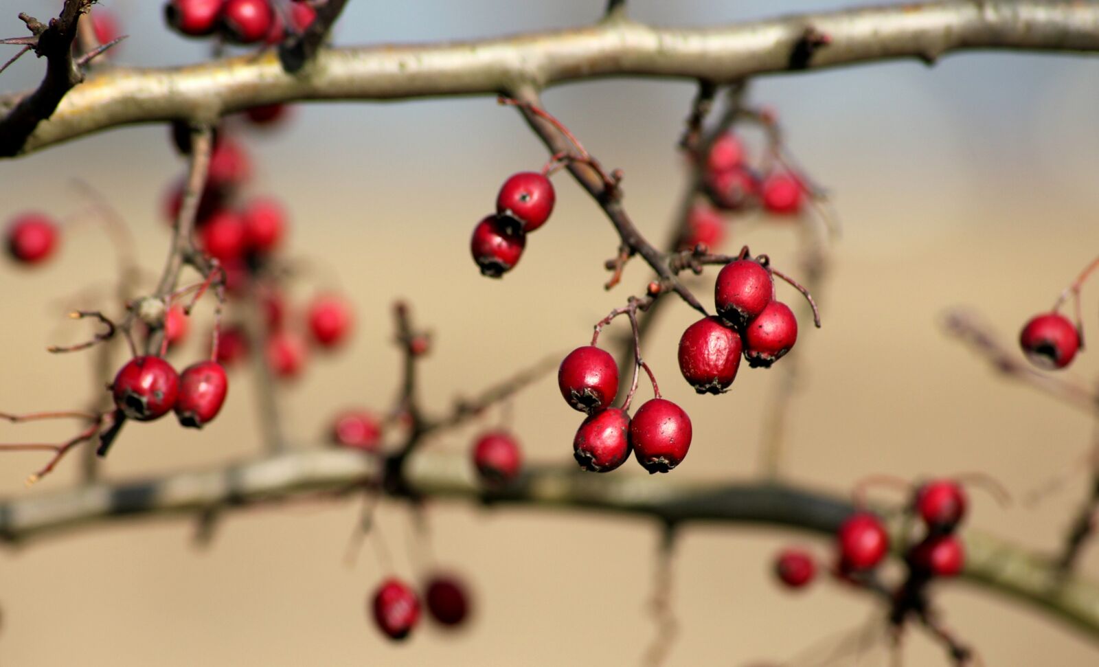 Canon EOS 1200D (EOS Rebel T5 / EOS Kiss X70 / EOS Hi) sample photo. Crataegus, bush, nature photography