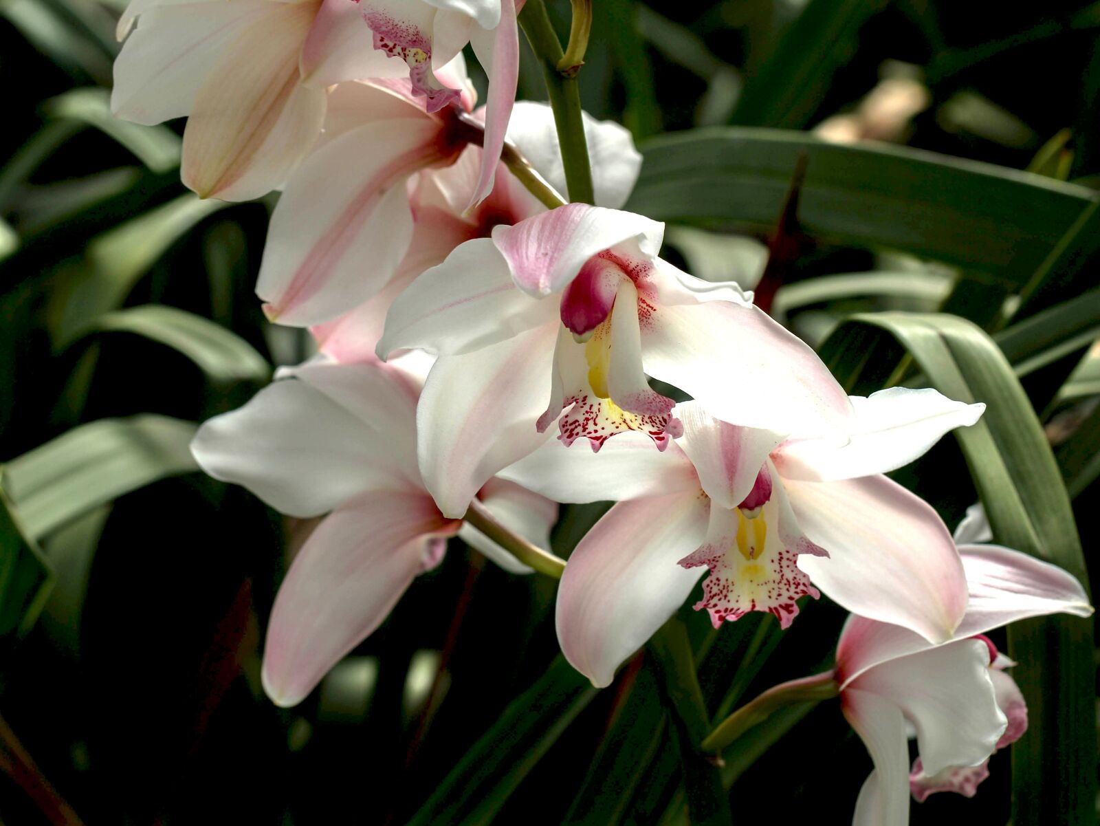 Canon EF 100mm F2.8L Macro IS USM sample photo. White orchid, orchid, white photography