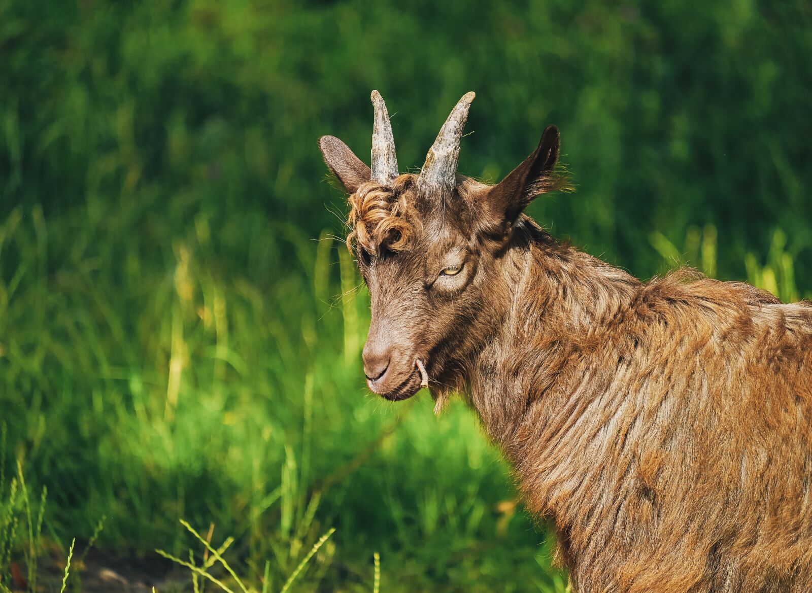 Fujifilm XF 55-200mm F3.5-4.8 R LM OIS sample photo. Goat, billy goat, young photography
