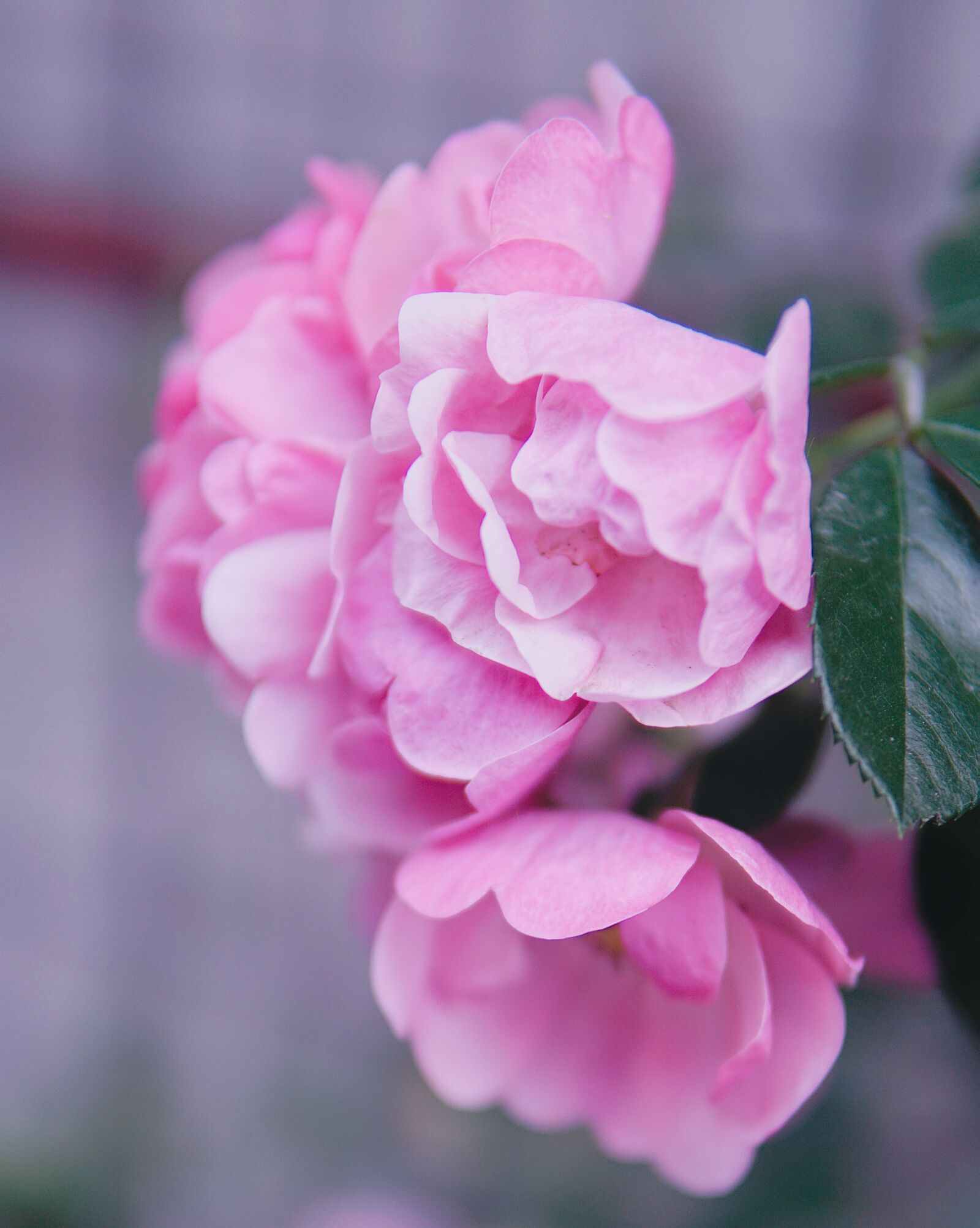 30mm F1.4 DC DN | Contemporary 016 sample photo. Flowers, green leaf, beautiful photography